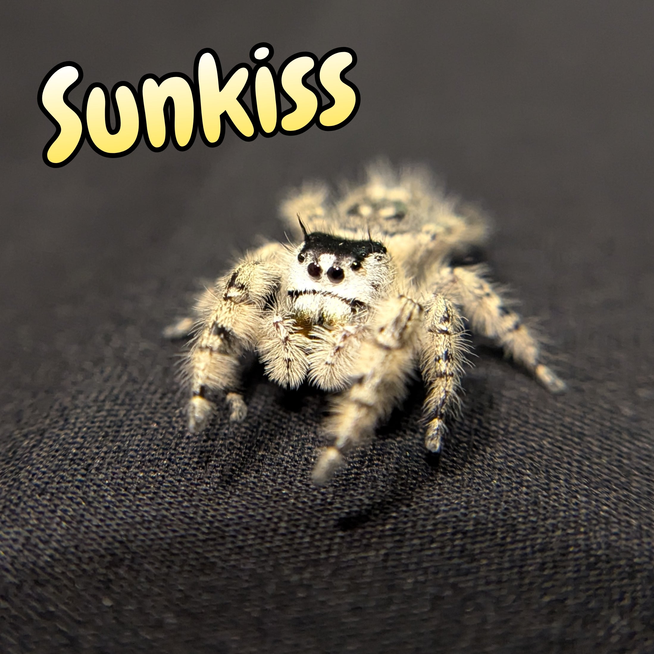 Otiosus Jumping Spider "Sunkiss"