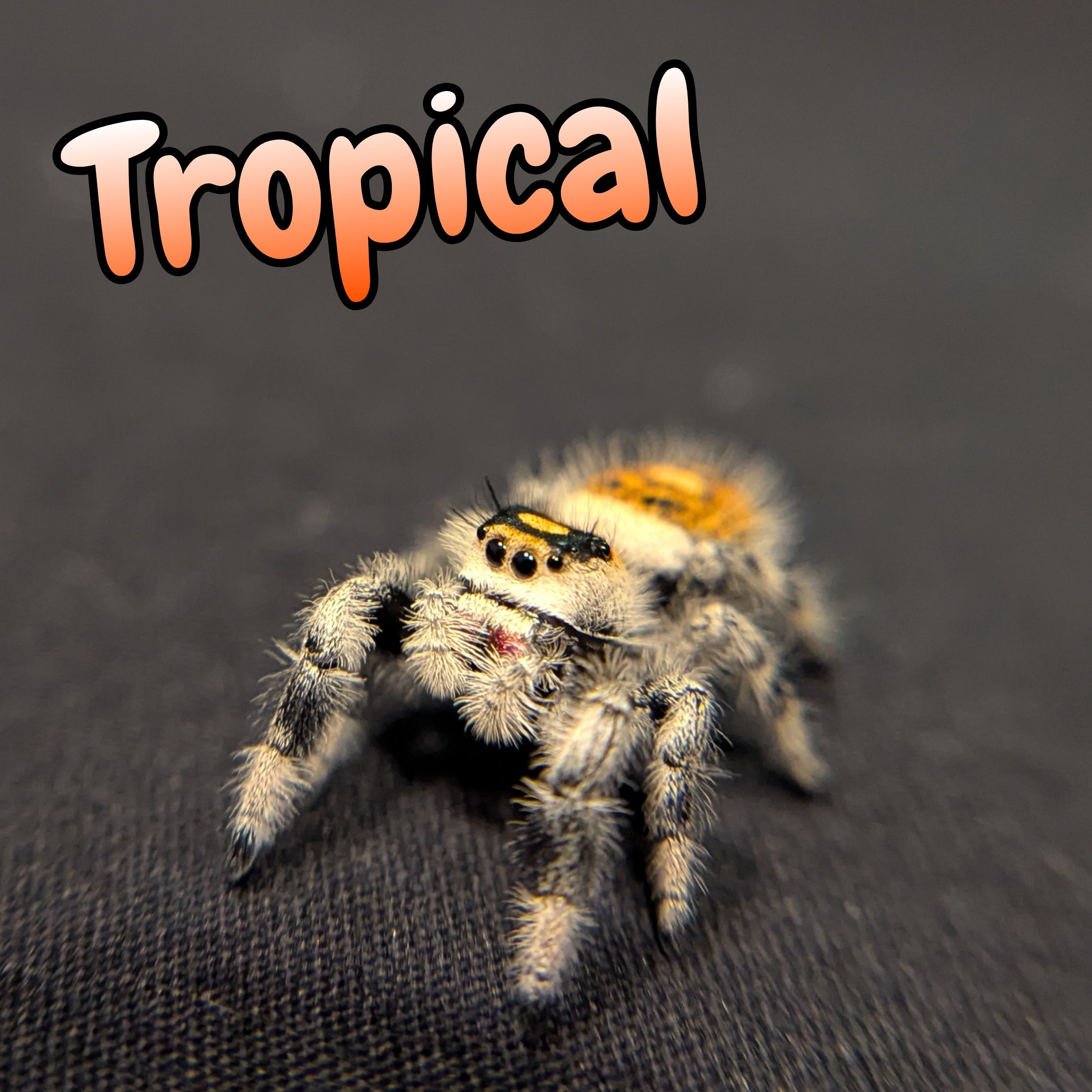 Regal Jumping Spider "Tropical"