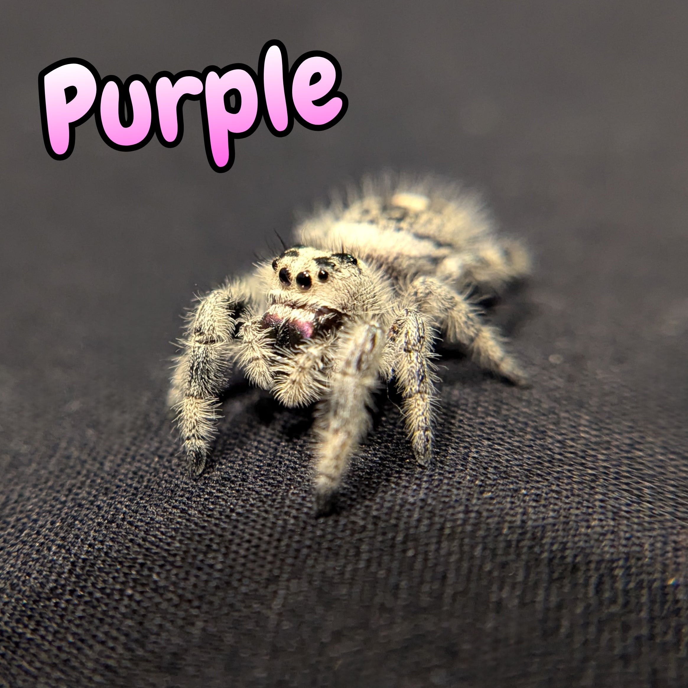 Regal Jumping Spider "Purple"