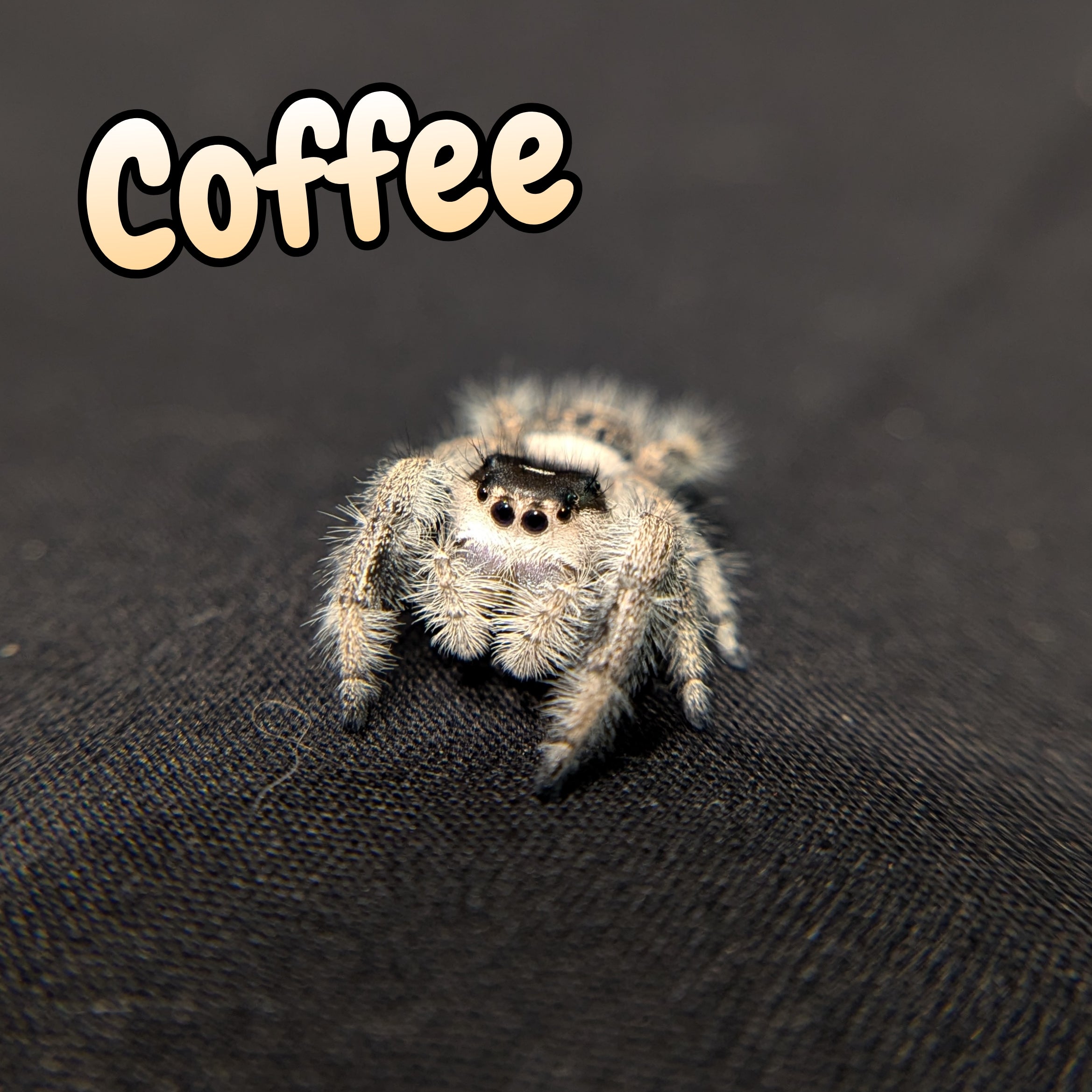 Regal Jumping Spider "Coffee"