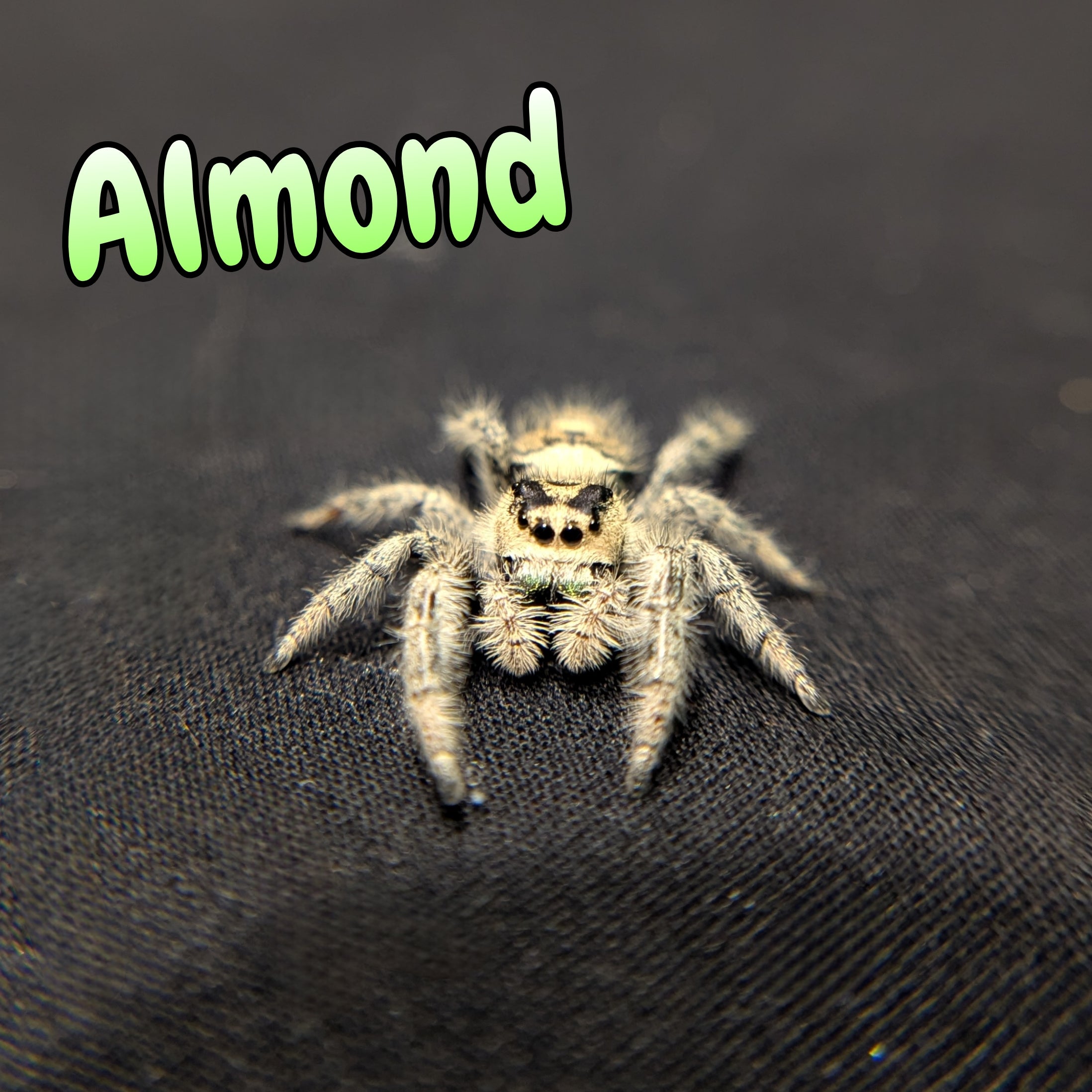 Regal Jumping Spider "Almond"