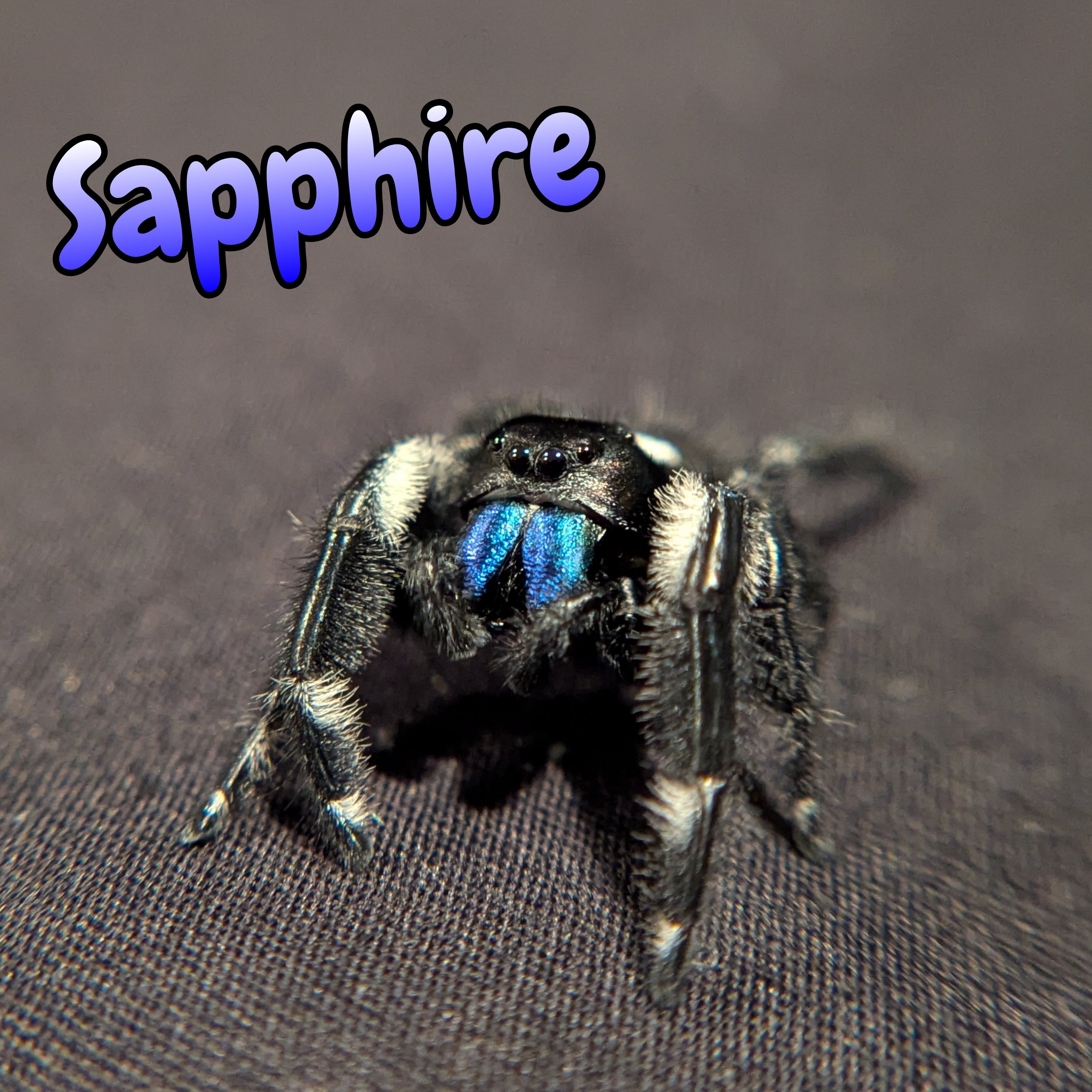 Regal Jumping Spider "Sapphire" (Rare)