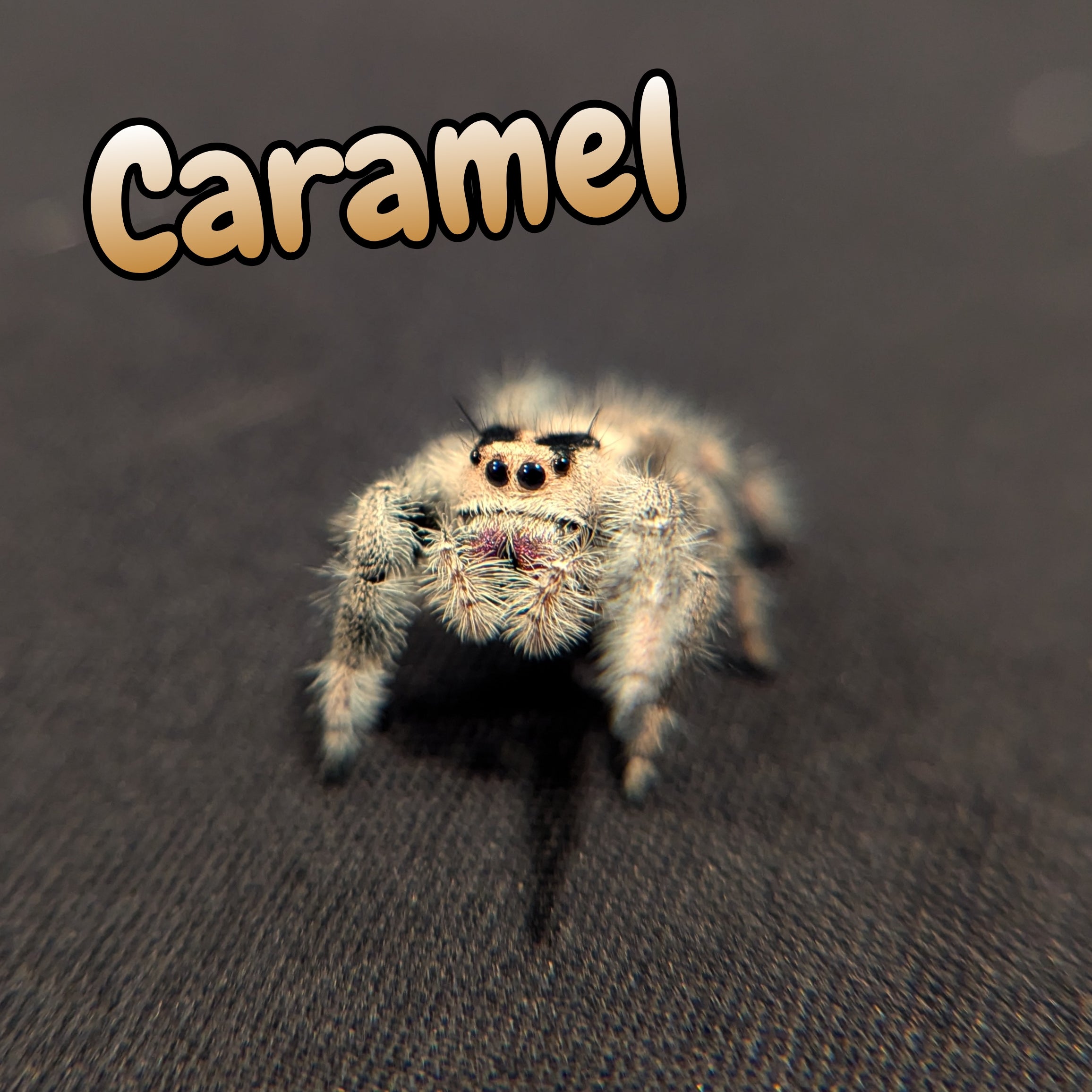 Regal Jumping Spider "Caramel"