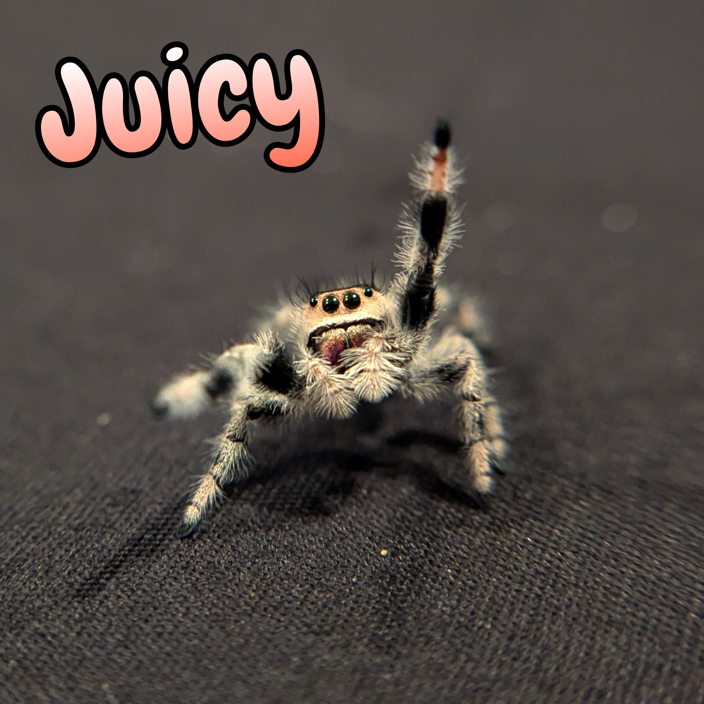 Regal Jumping Spider "Juicy"