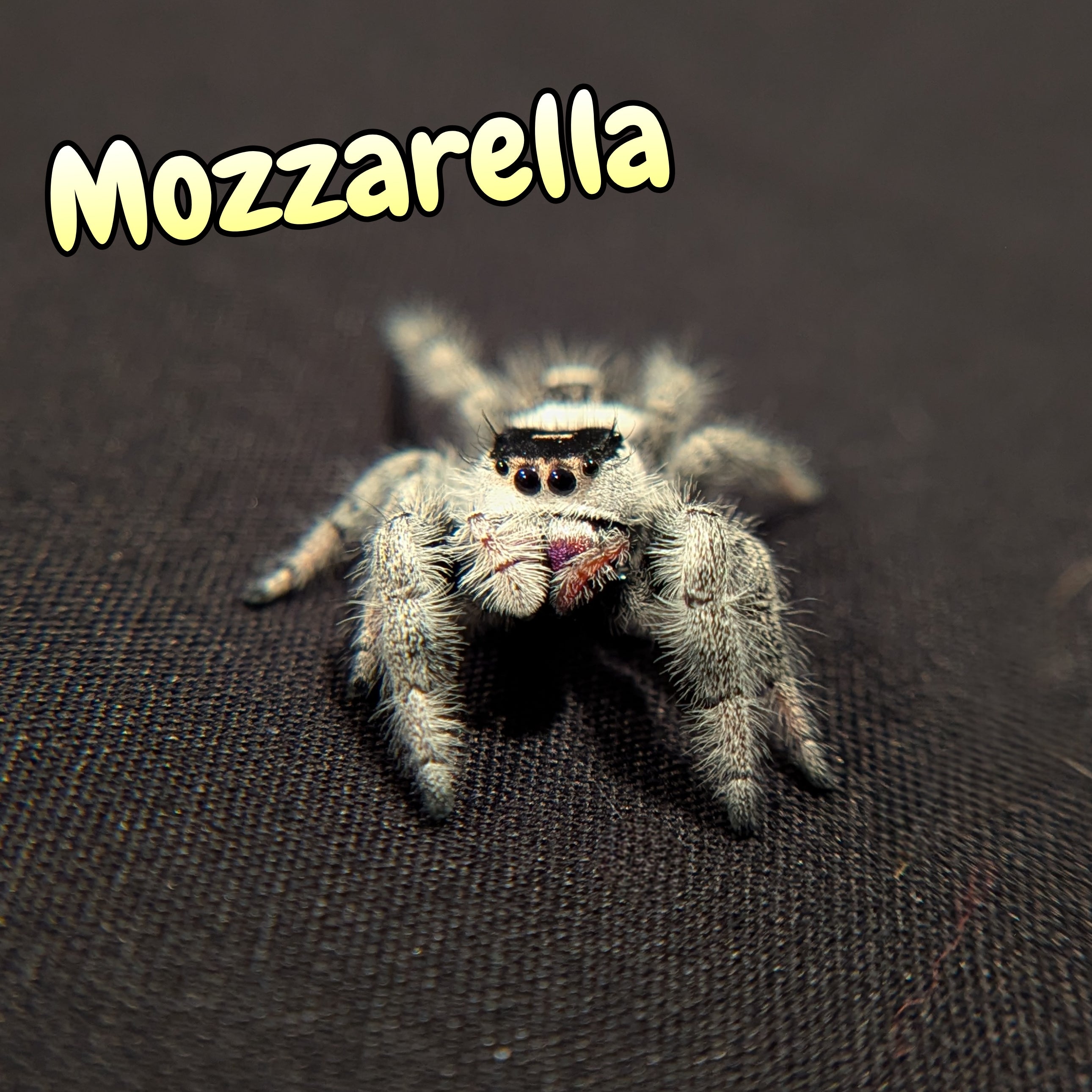 Regal Jumping Spider "Mozzarella"