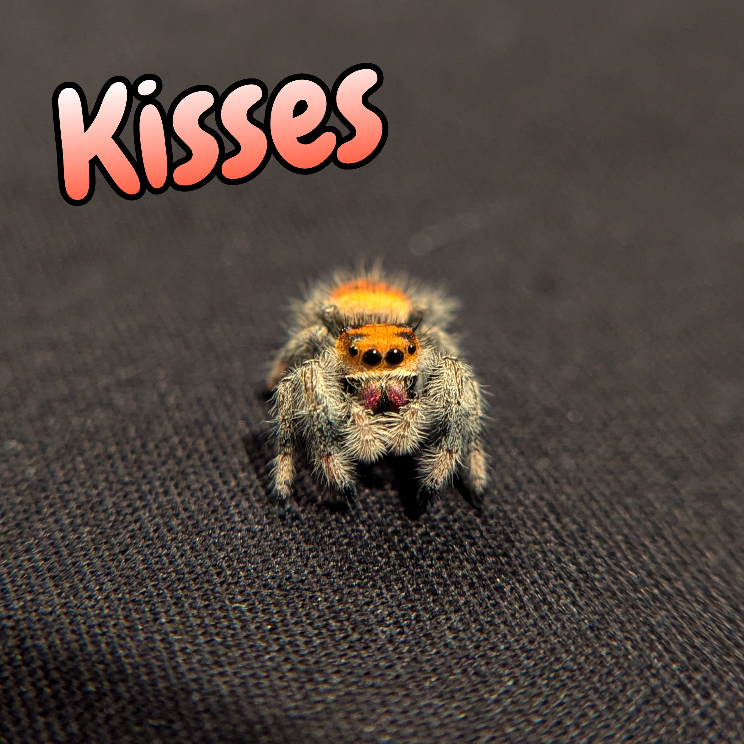 Regal Jumping Spider "Kisses"