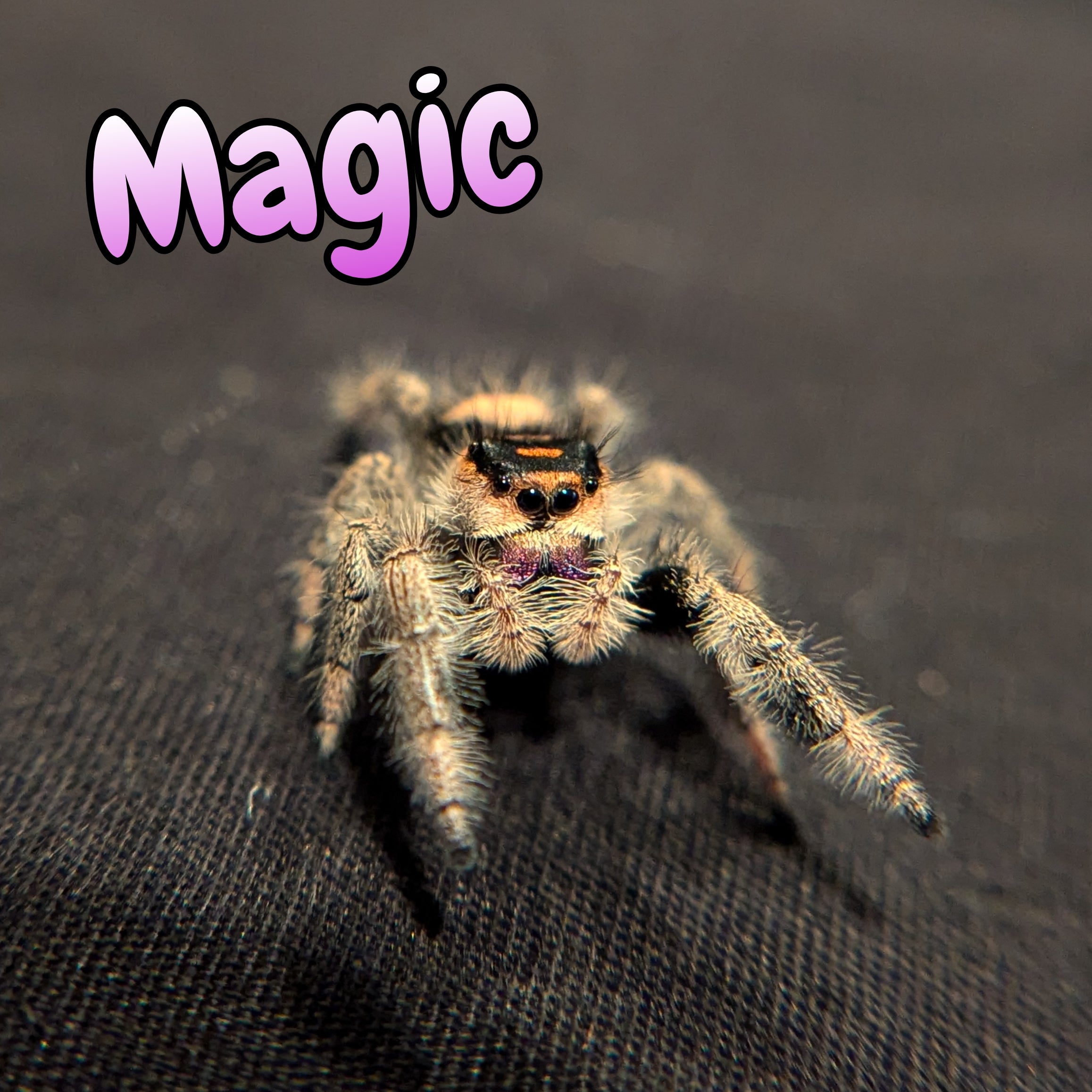 Regal Jumping Spider "Magic"