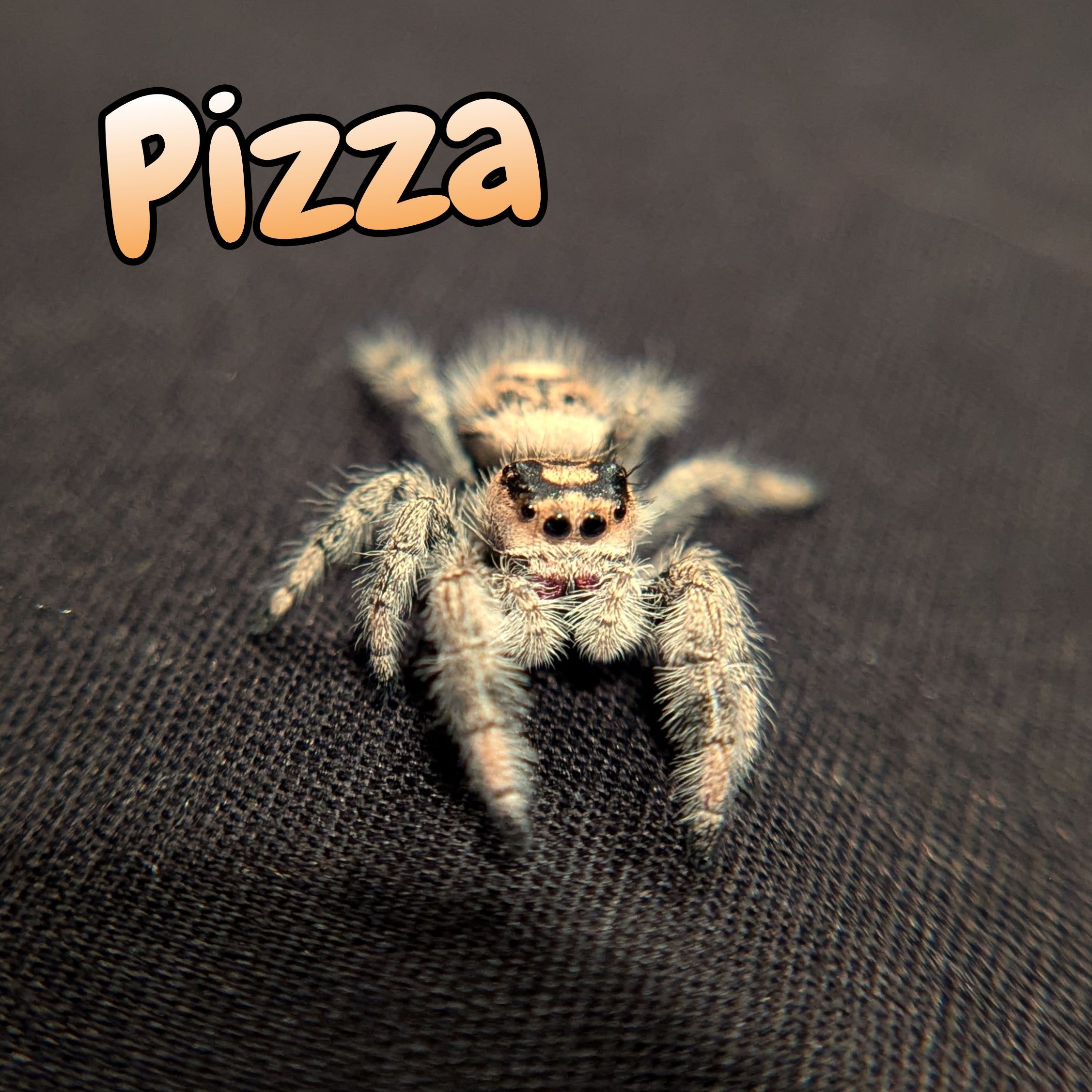 Regal Jumping Spider "Pizza"