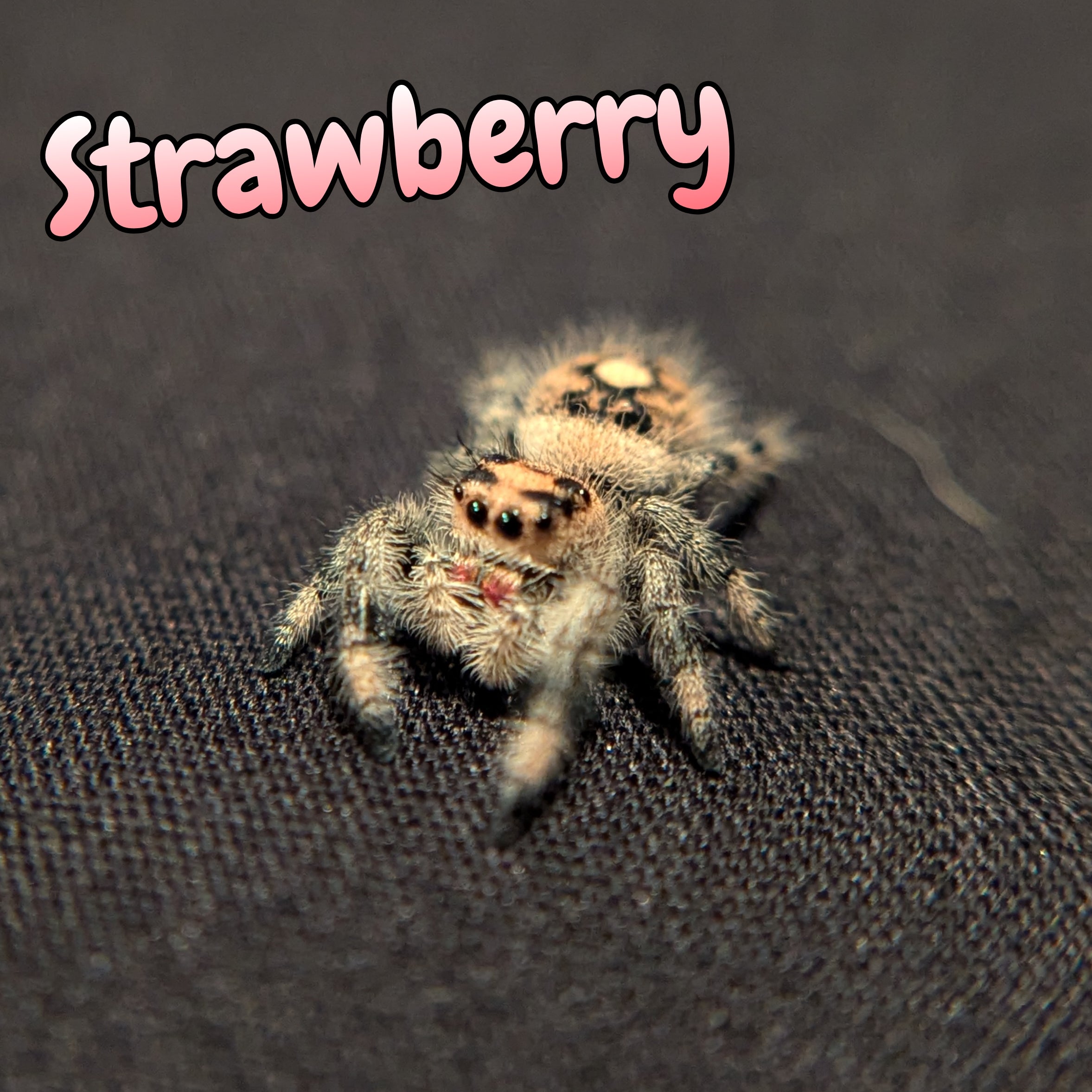 Regal Jumping Spider "Strawberry"