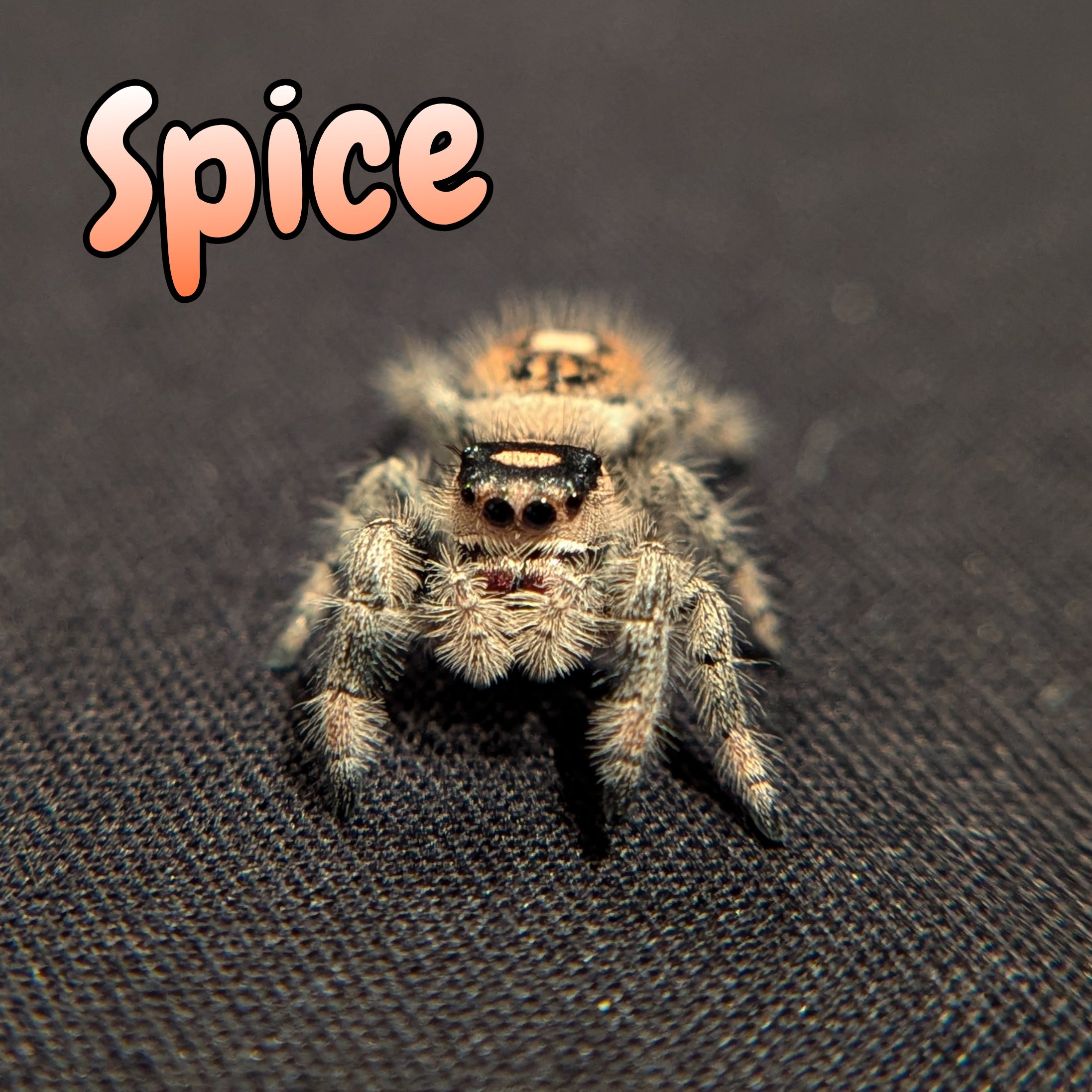 Regal Jumping Spider "Spice"