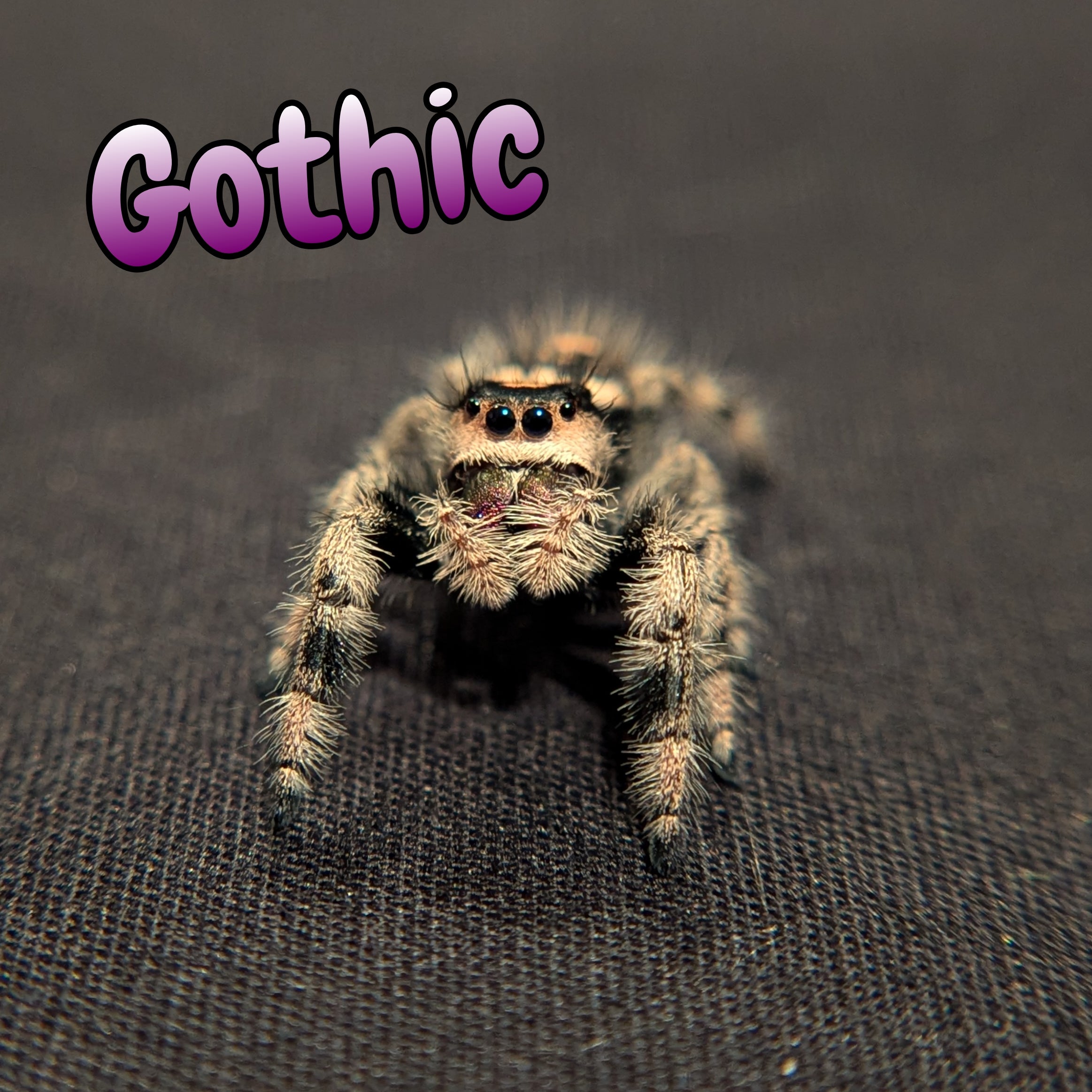 Regal Jumping Spider "Gothic" (Dark Phase)