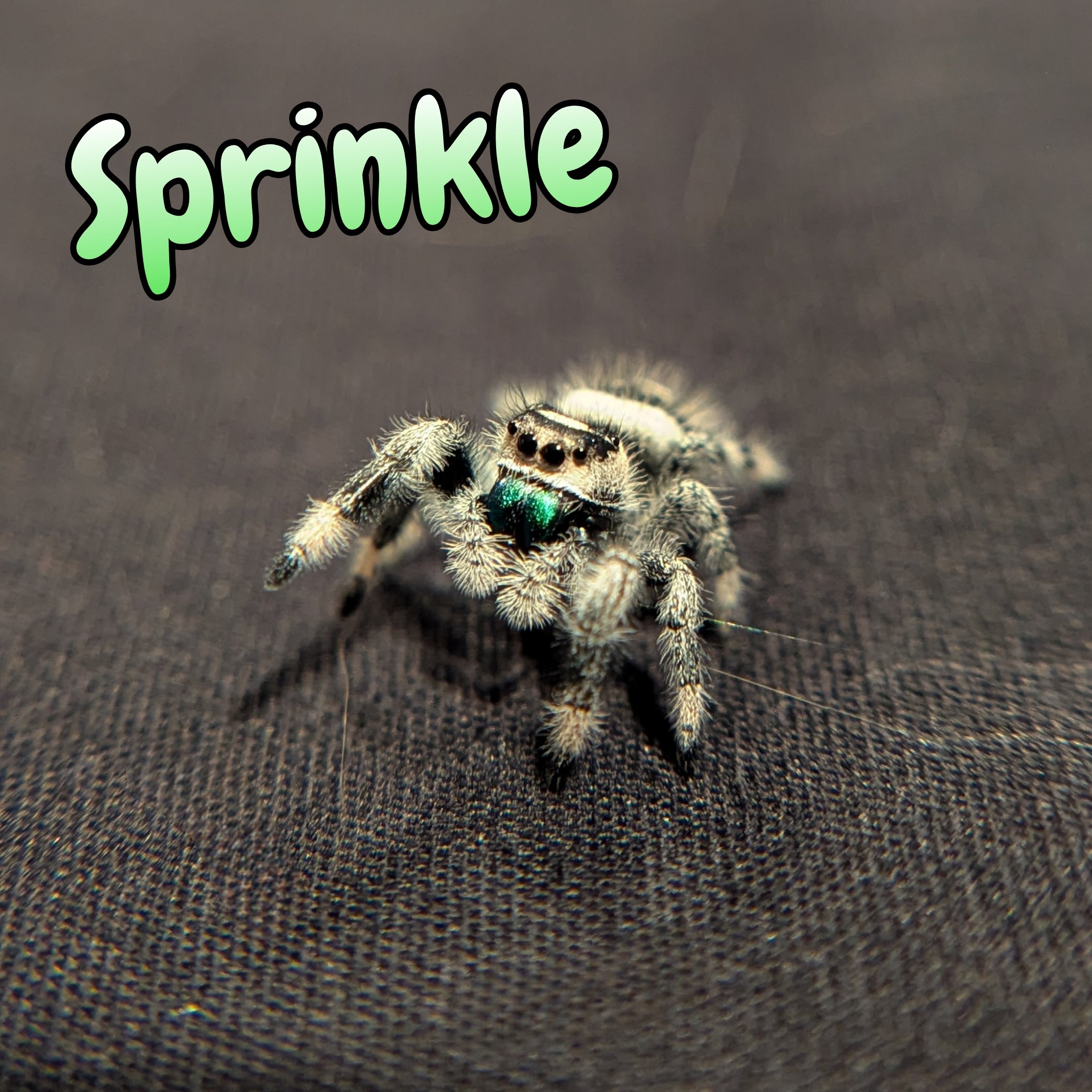 Regal Jumping Spider "Sprinkle"