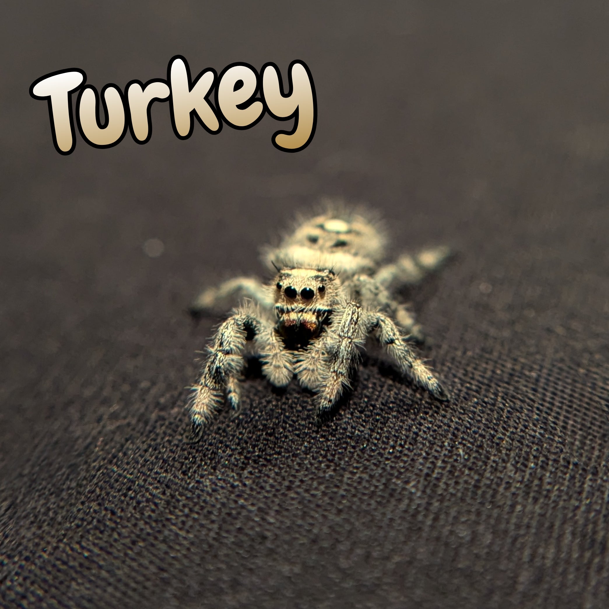 Regal Jumping Spider "Turkey"