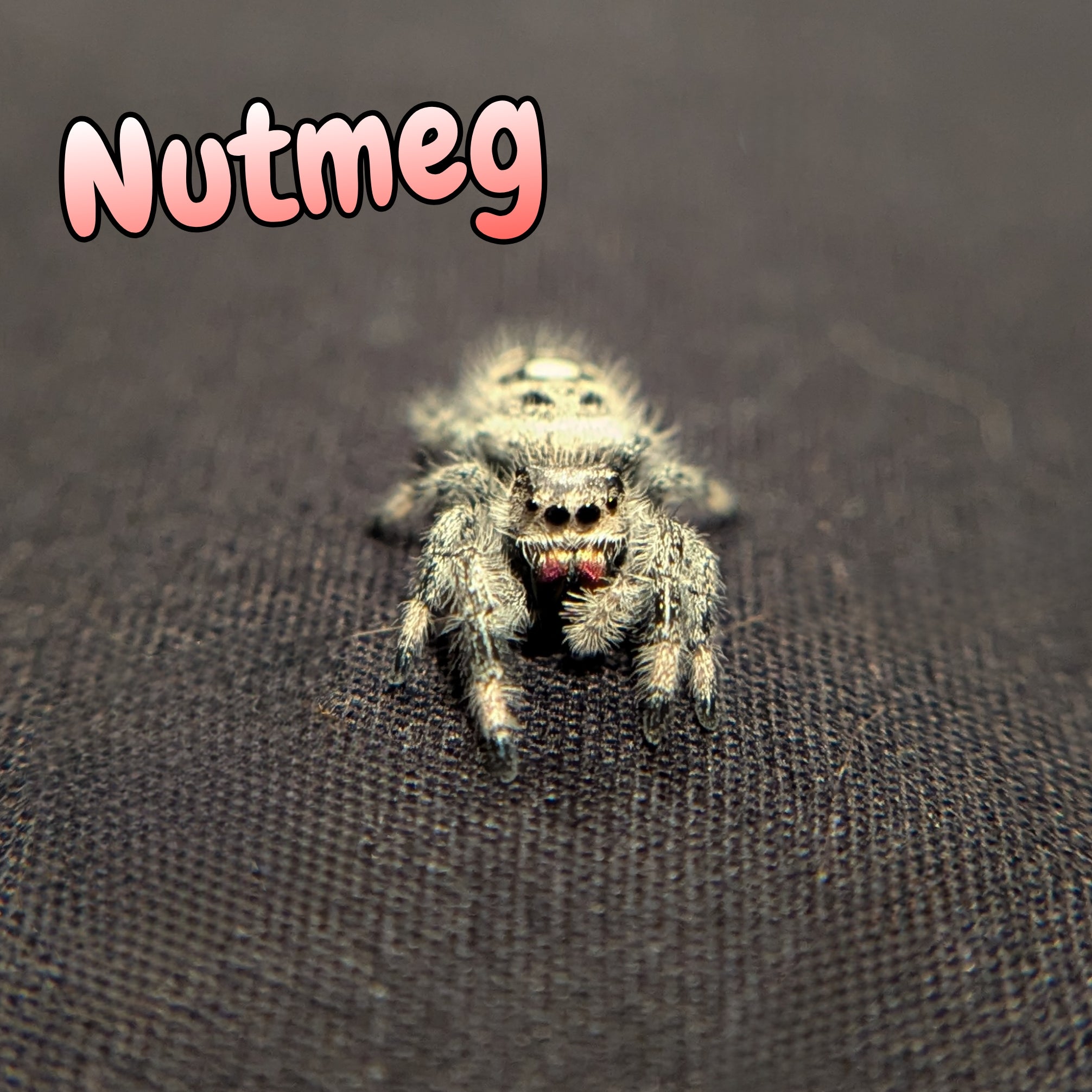 Regal Jumping Spider "Nutmeg"