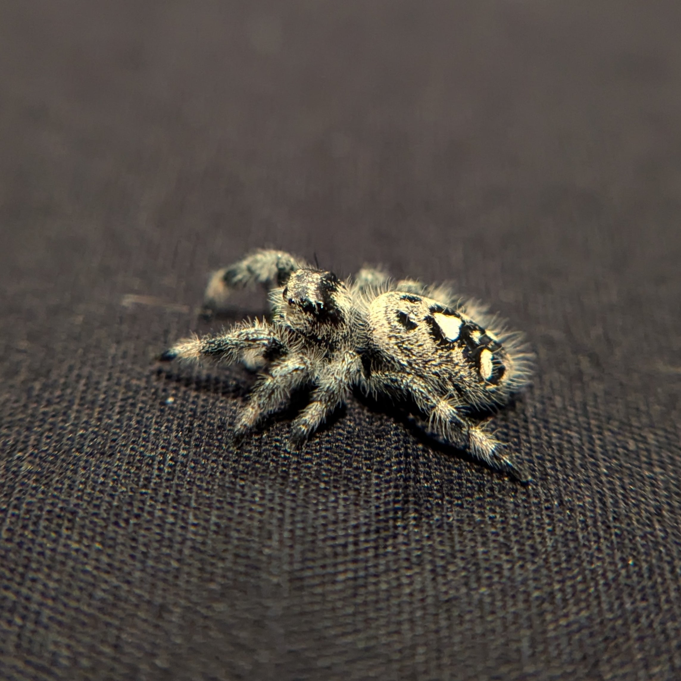 Regal Jumping Spider "Nutmeg"