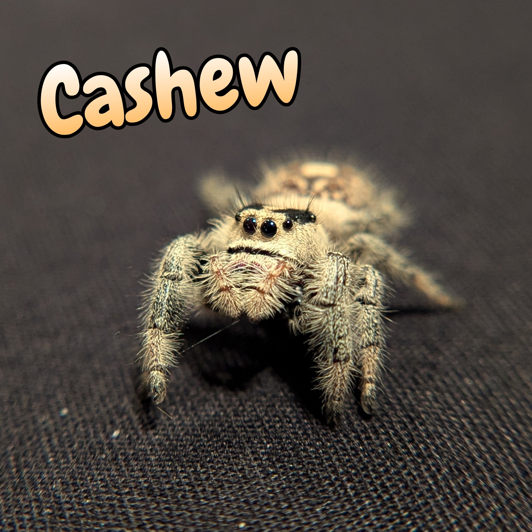 Regal Jumping Spider "Cashew"