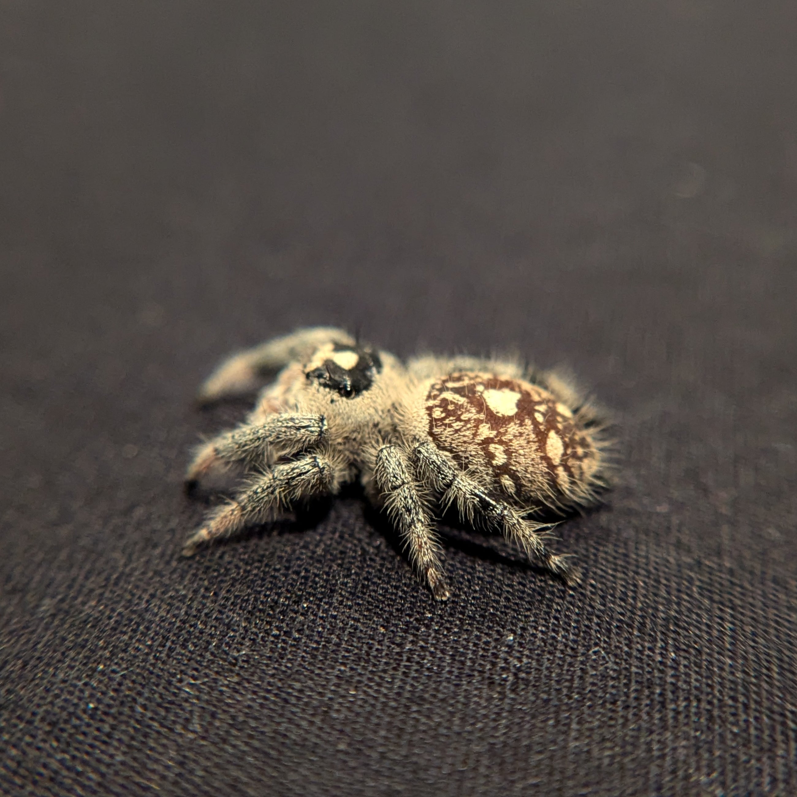 Regal Jumping Spider "Cashew"