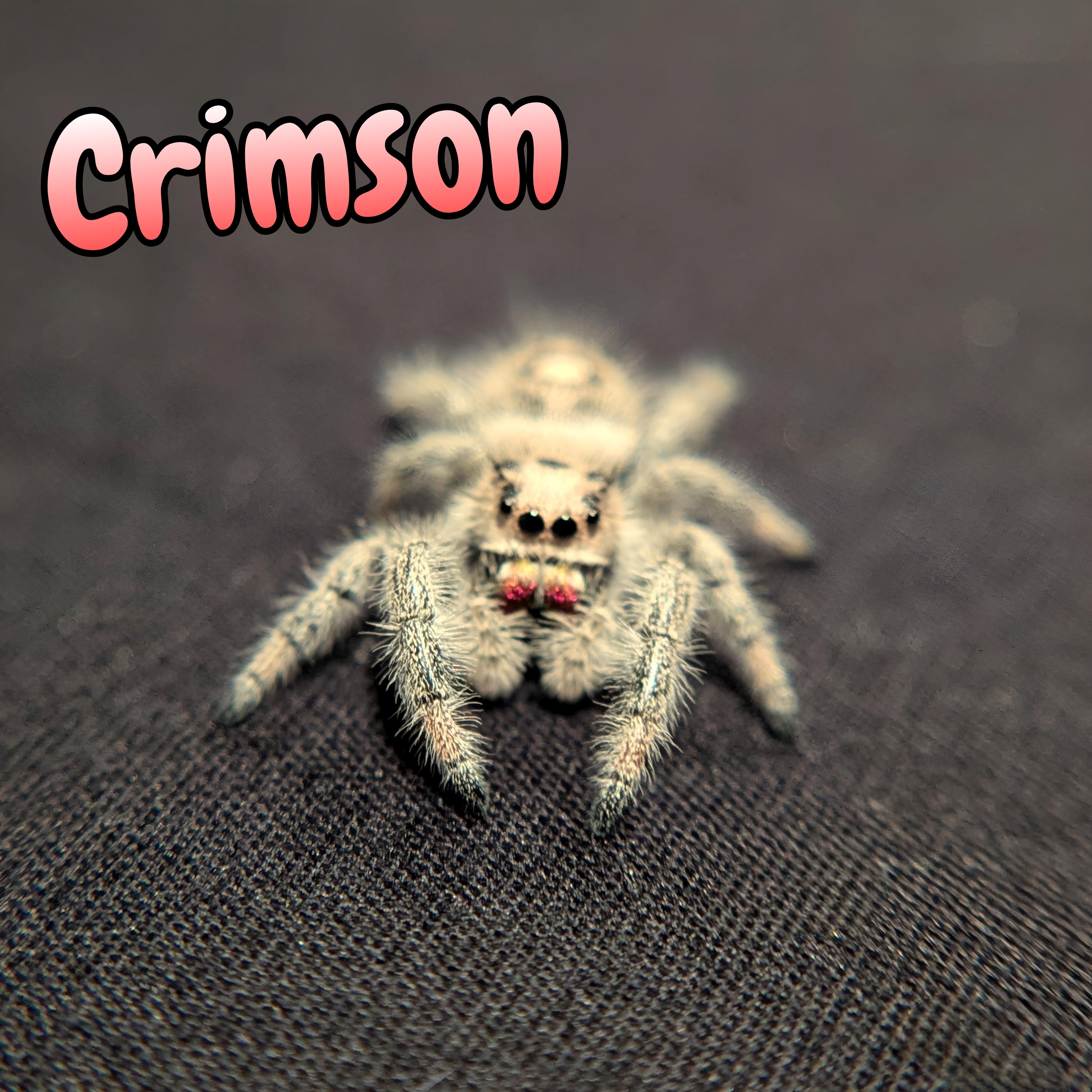 Regal Jumping Spider "Crimson"