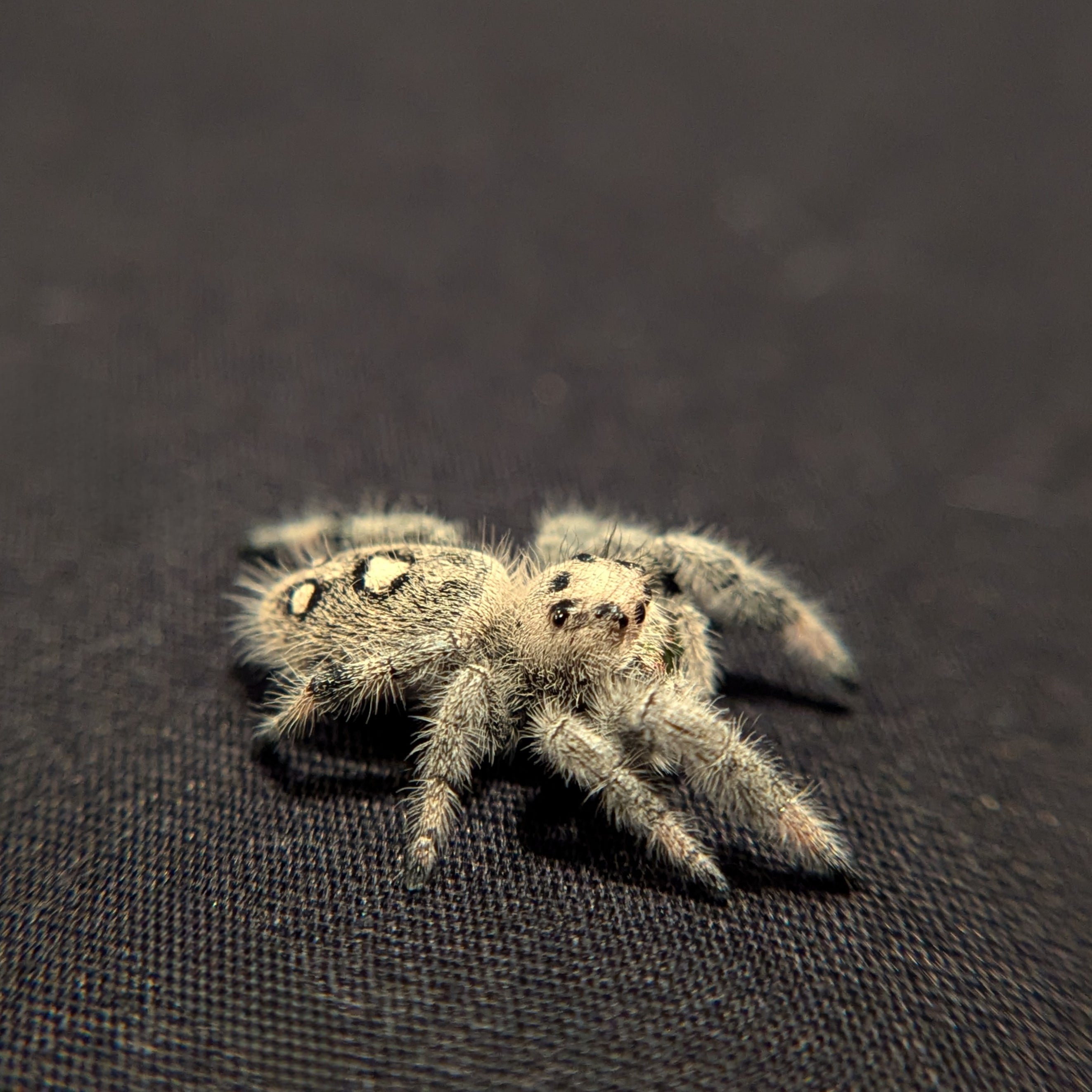 Regal Jumping Spider "Crimson"