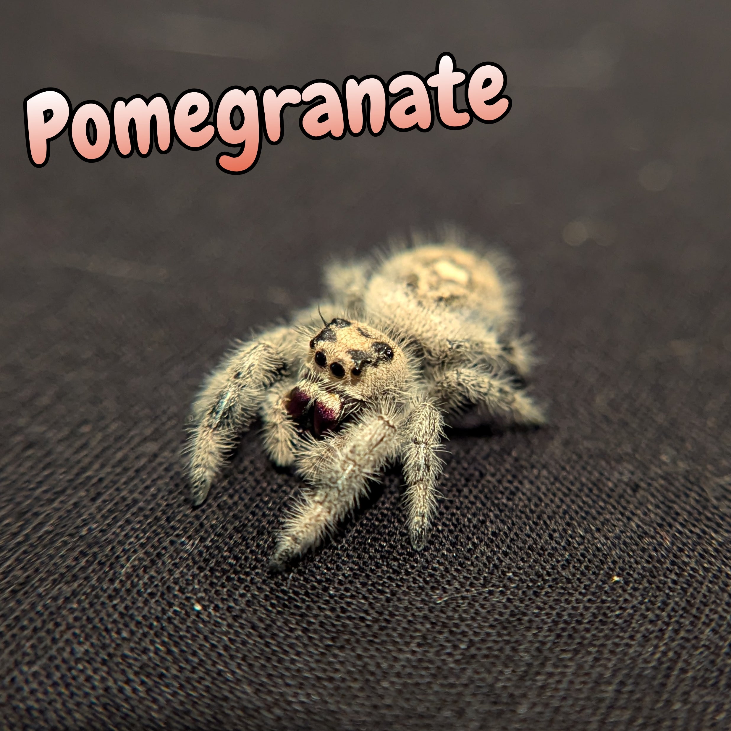 Regal Jumping Spider "Pomegranate"