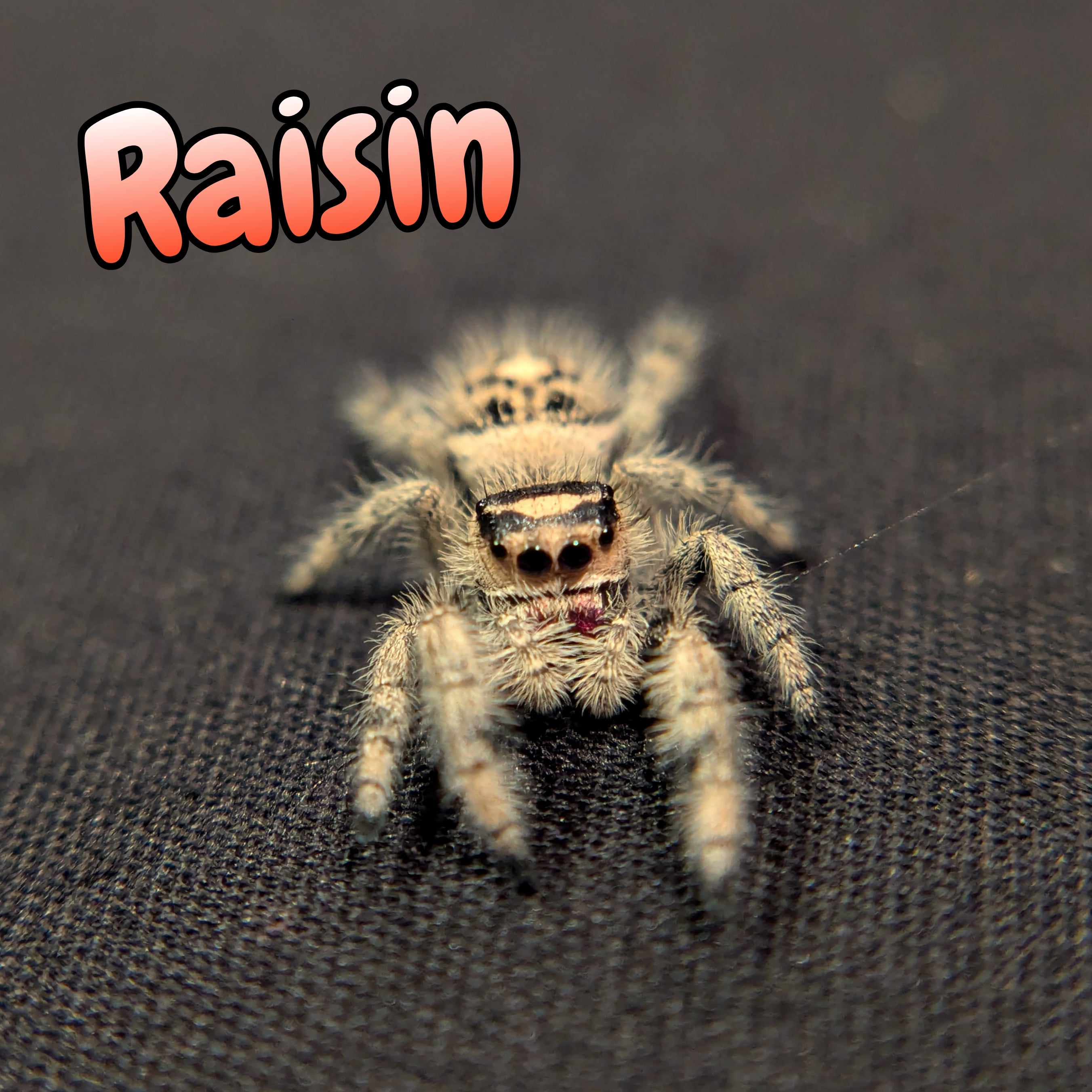 Regal Jumping Spider "Raisin"