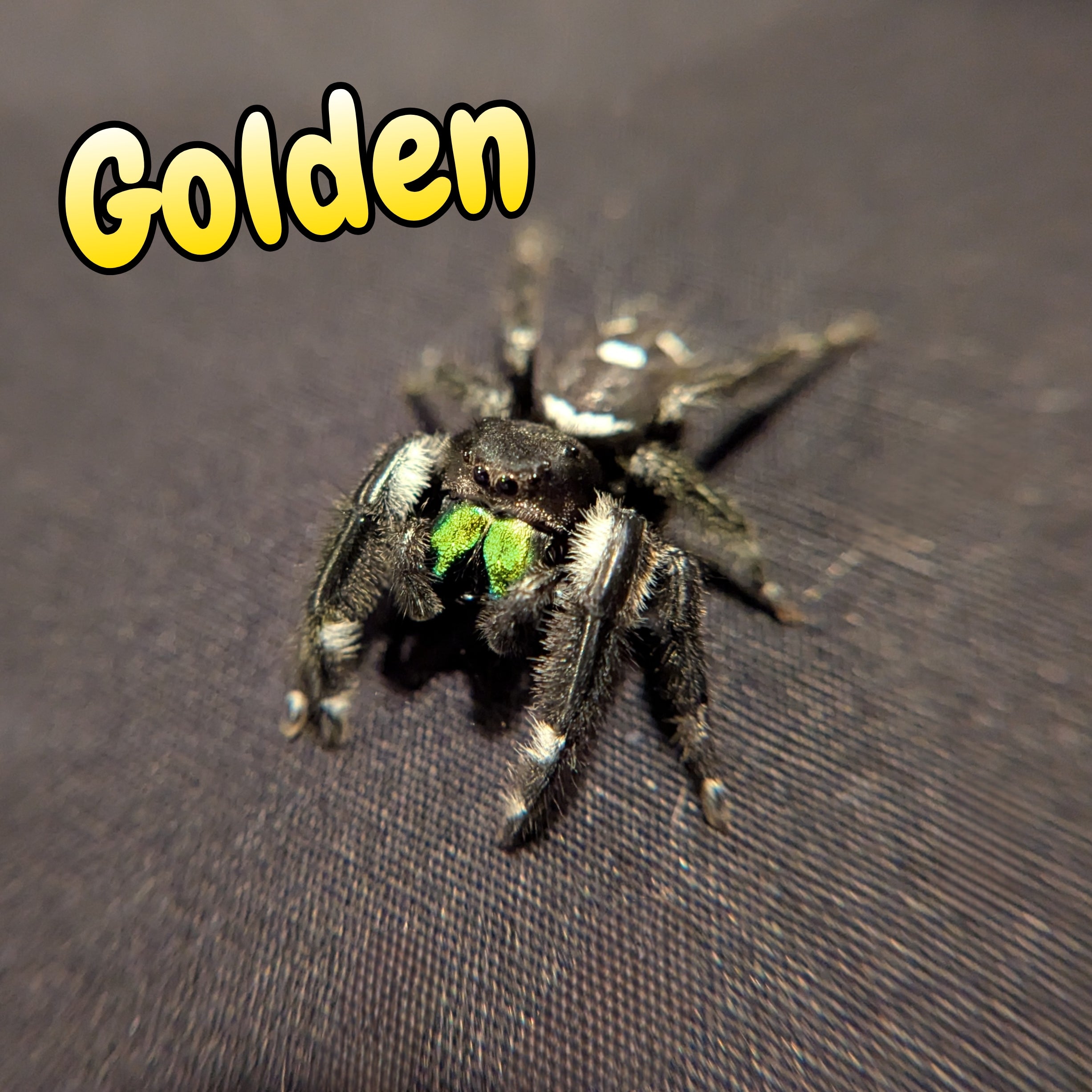 Golden, Jumping Spider for sale Male