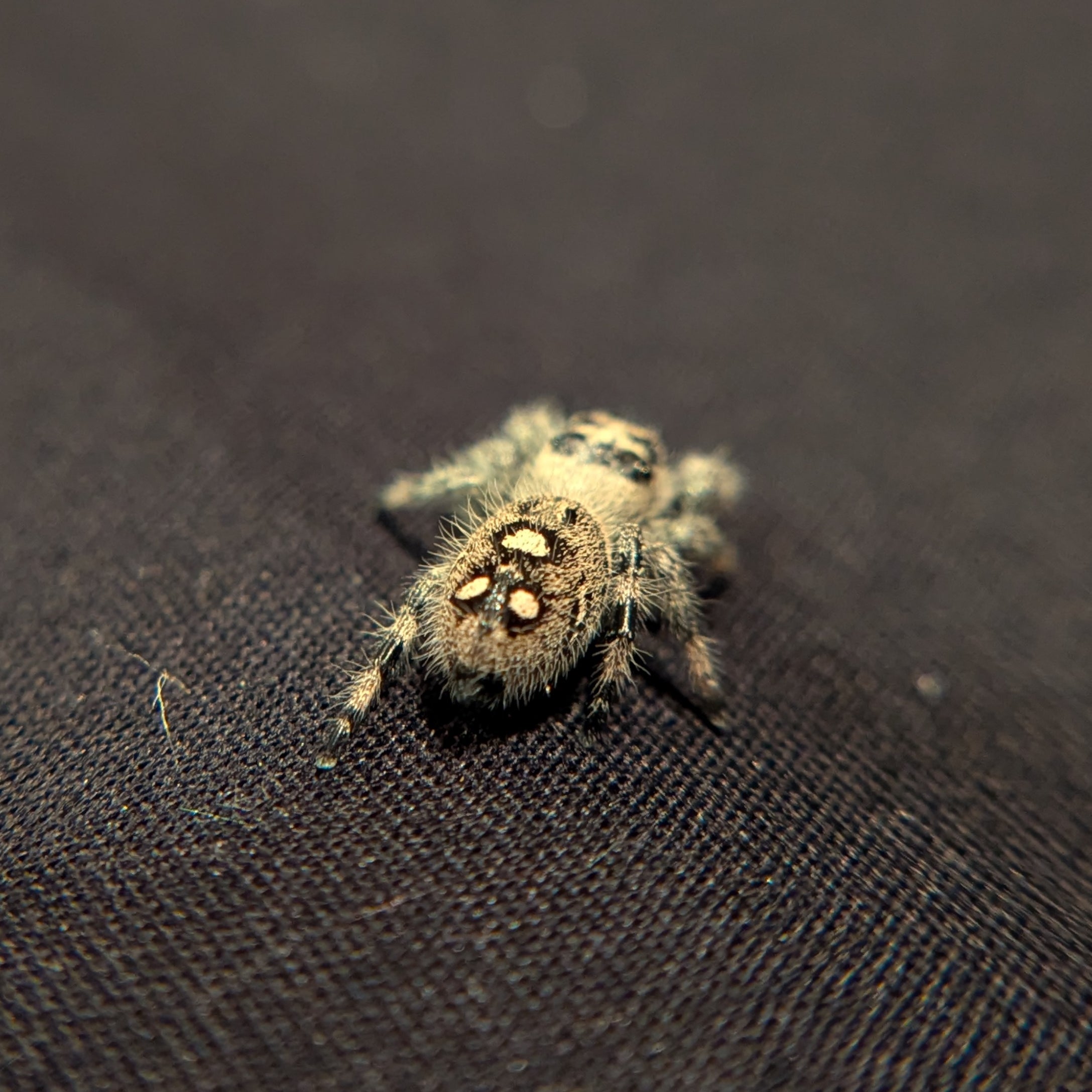 Regal Jumping Spider "Pink"