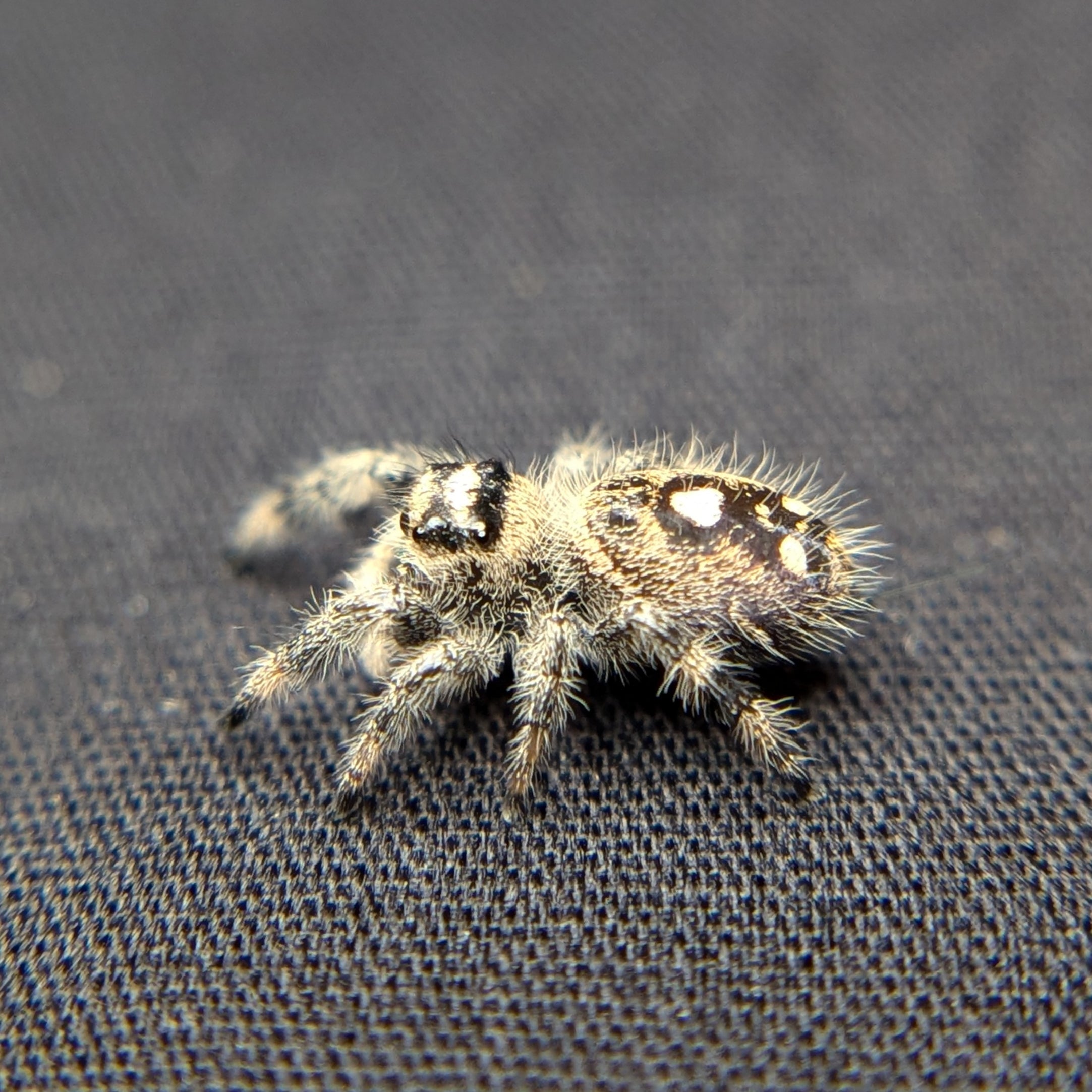 Regal Jumping Spider "Ruby"