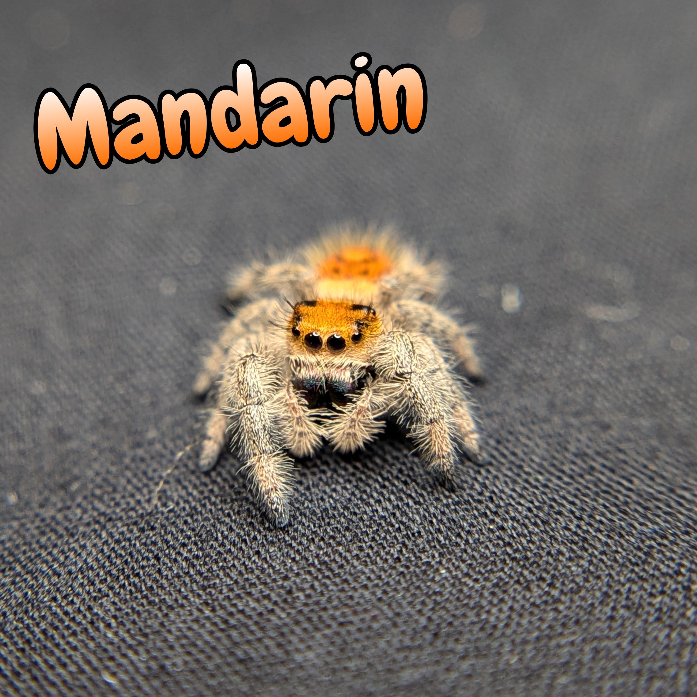 jumping spider for sale named mandarin, front view