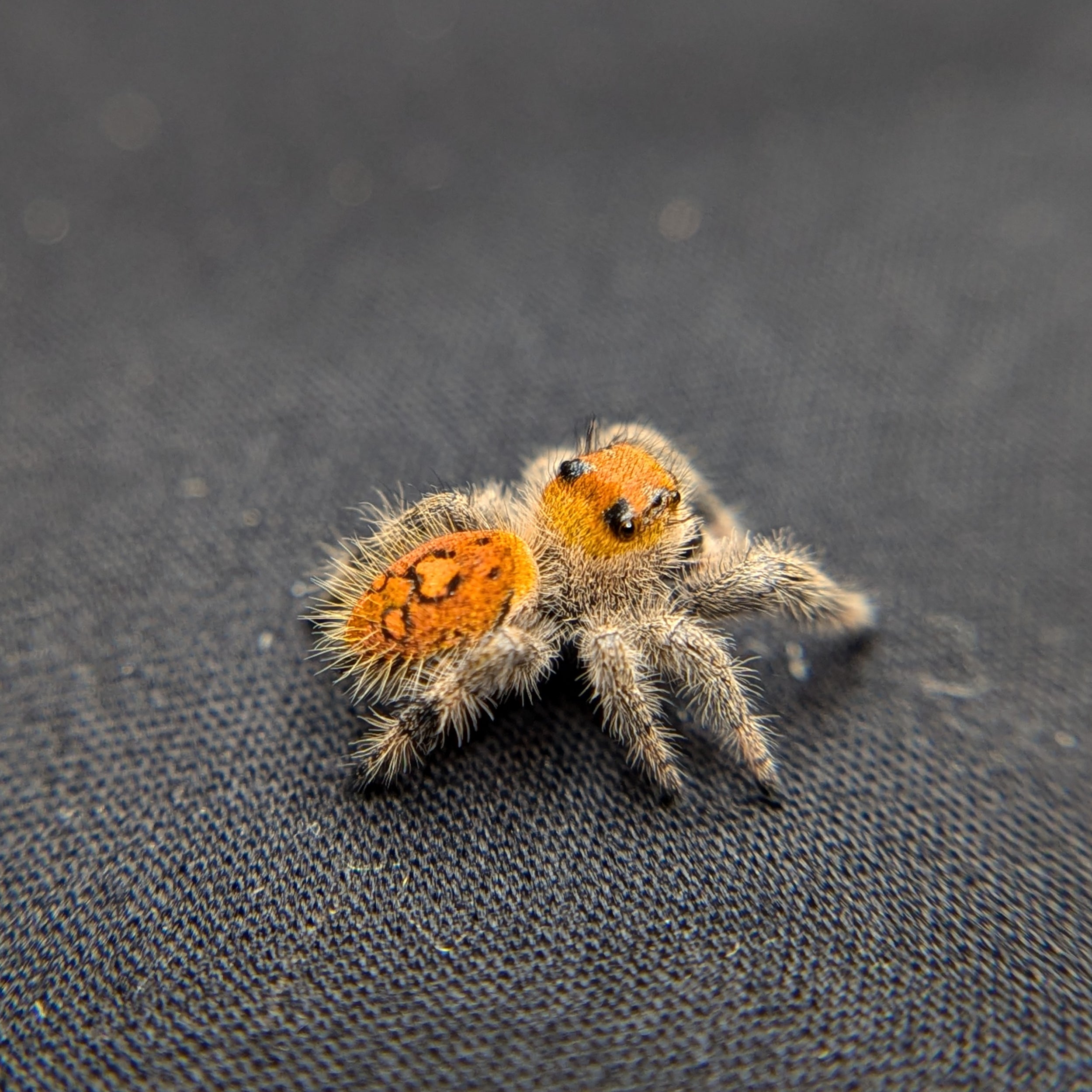 jumping spider for sale, back view