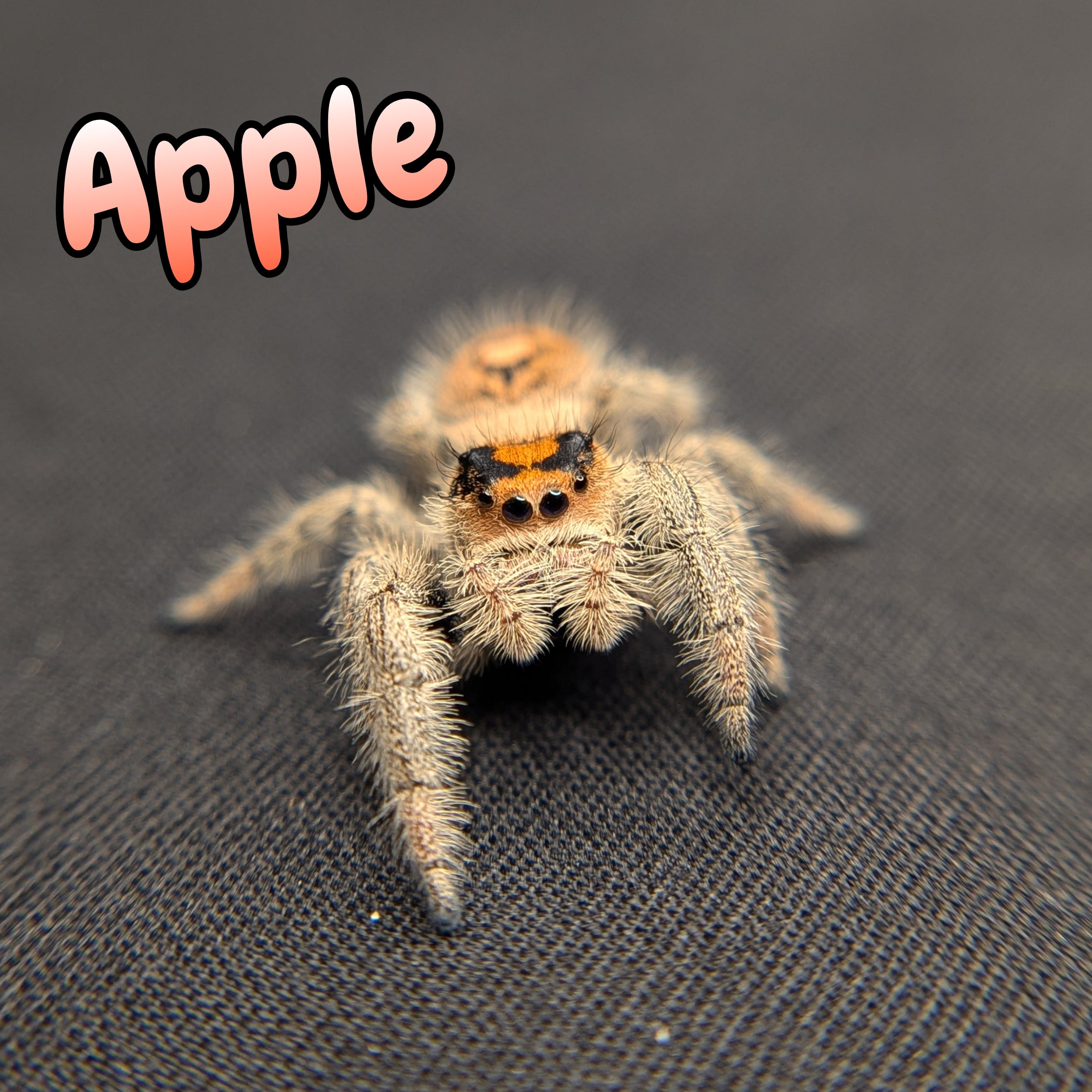 Regal Jumping Spider "Apple"