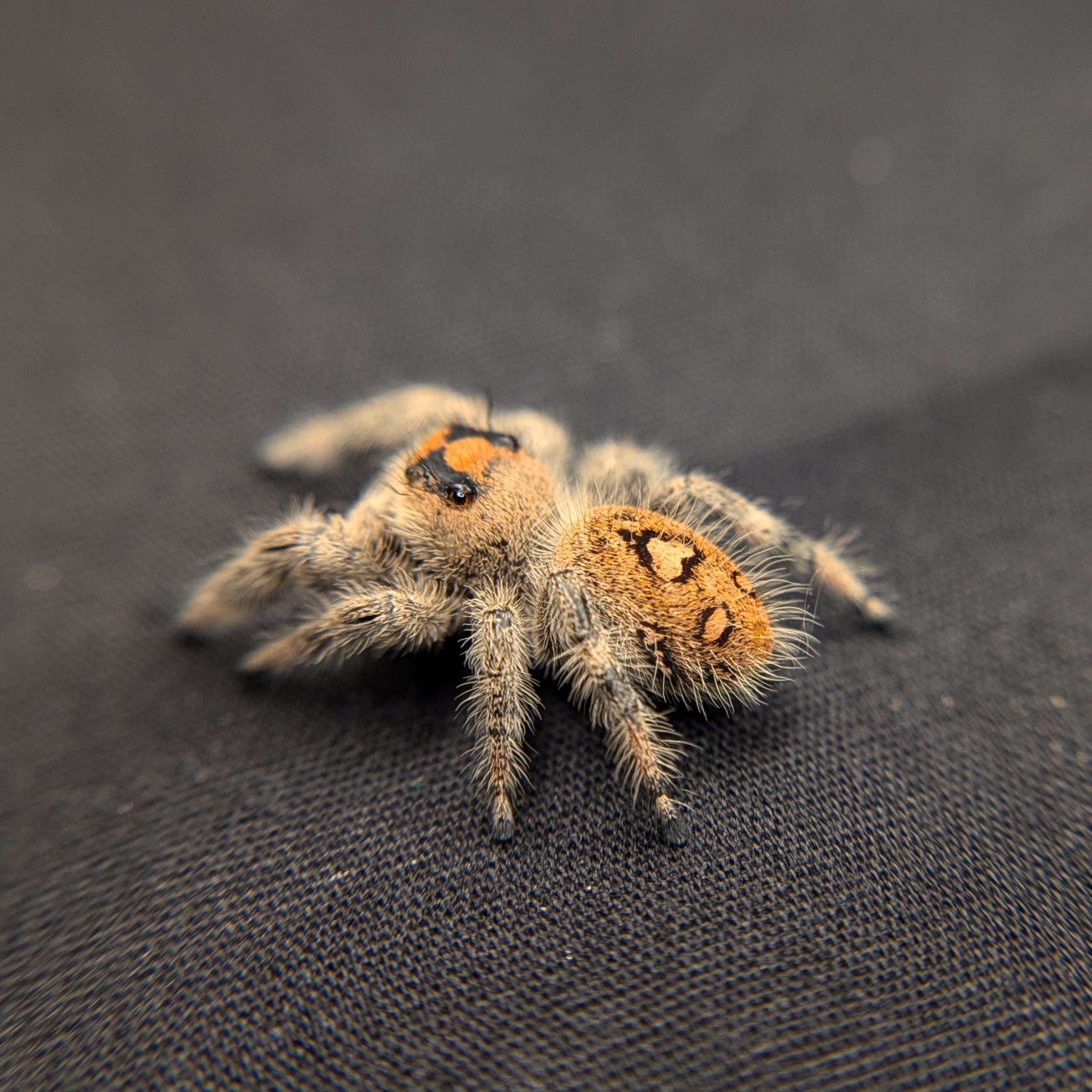 Regal Jumping Spider "Apple"