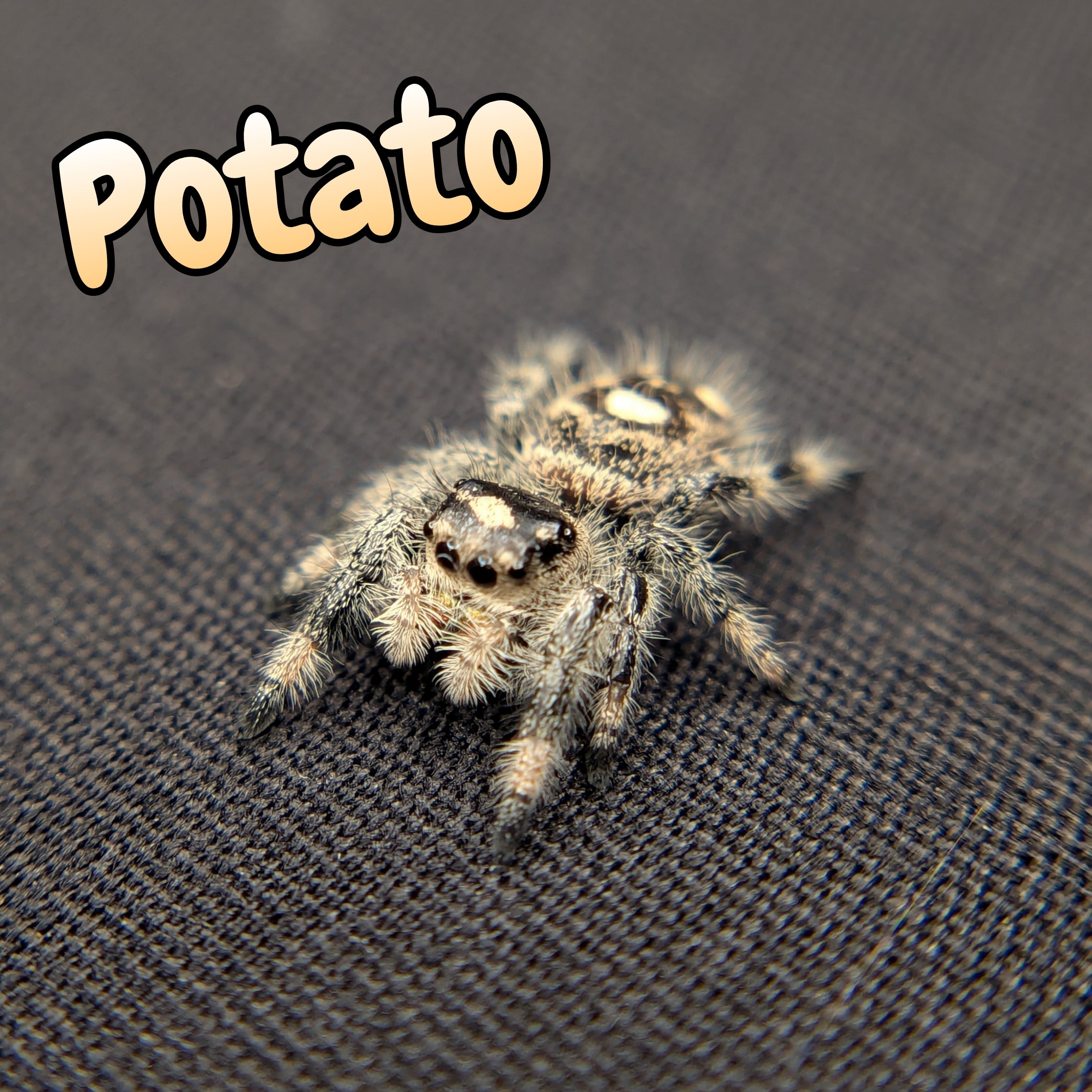 Regal Jumping Spider "Potato"