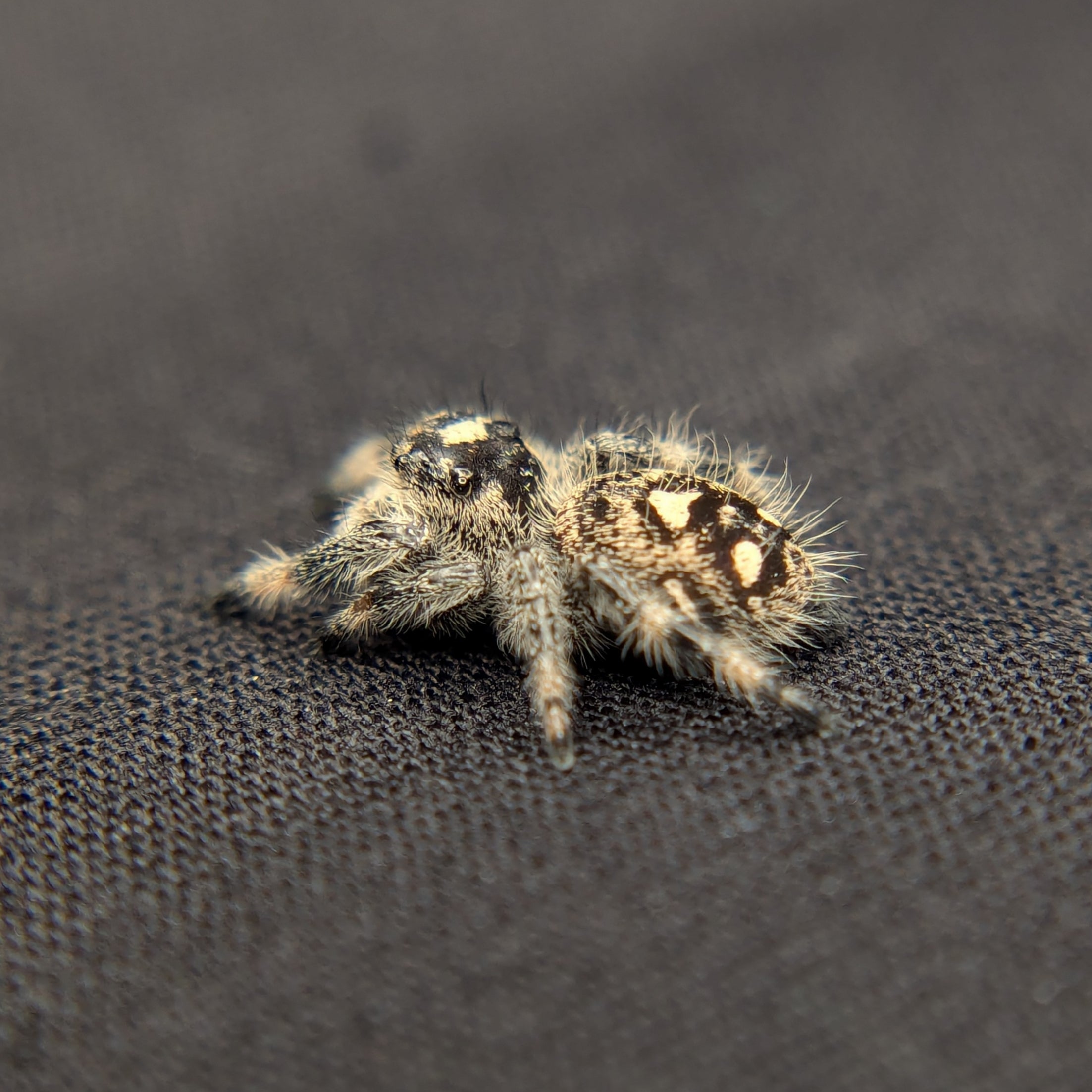 Regal Jumping Spider "Potato"