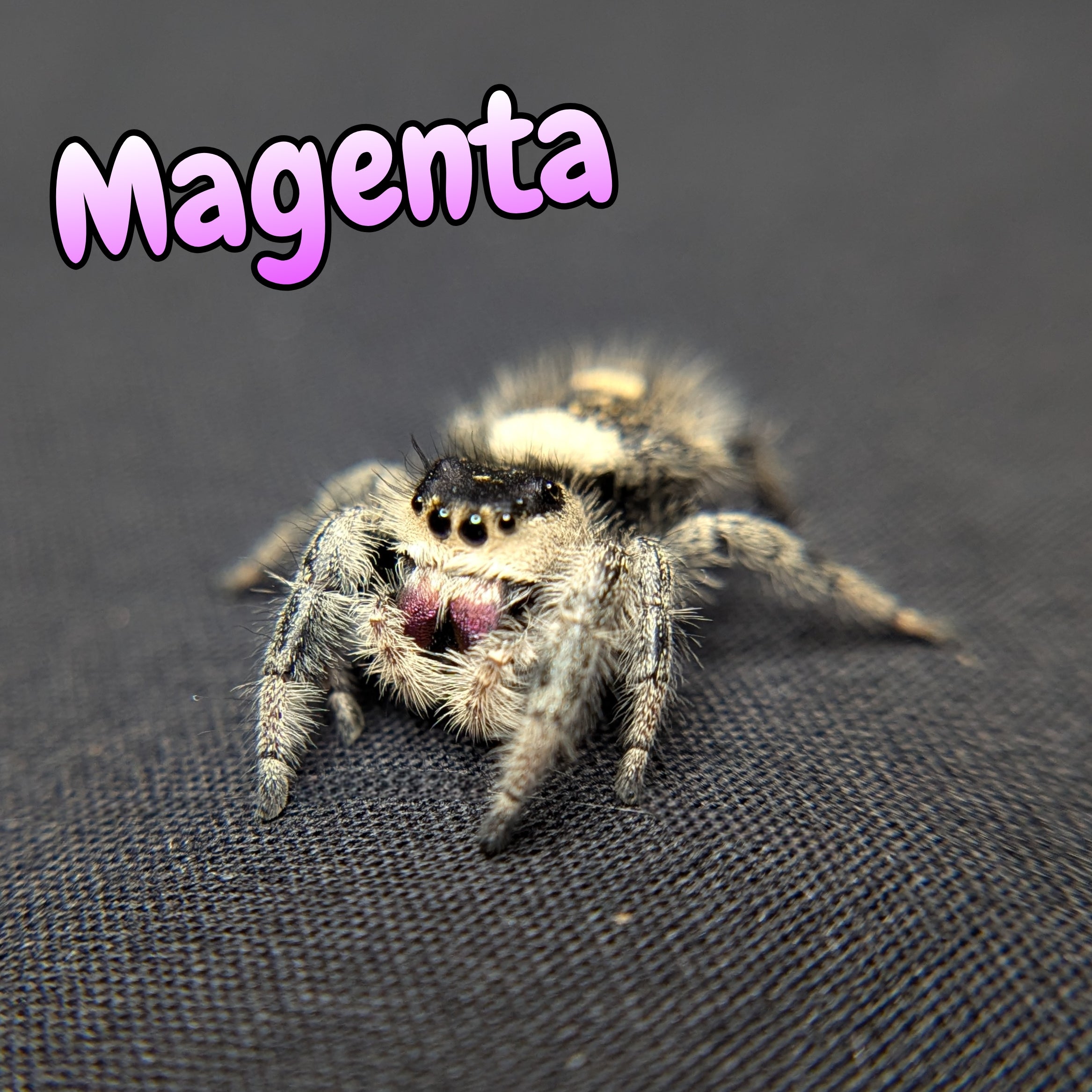 Regal Jumping Spider "Magenta"