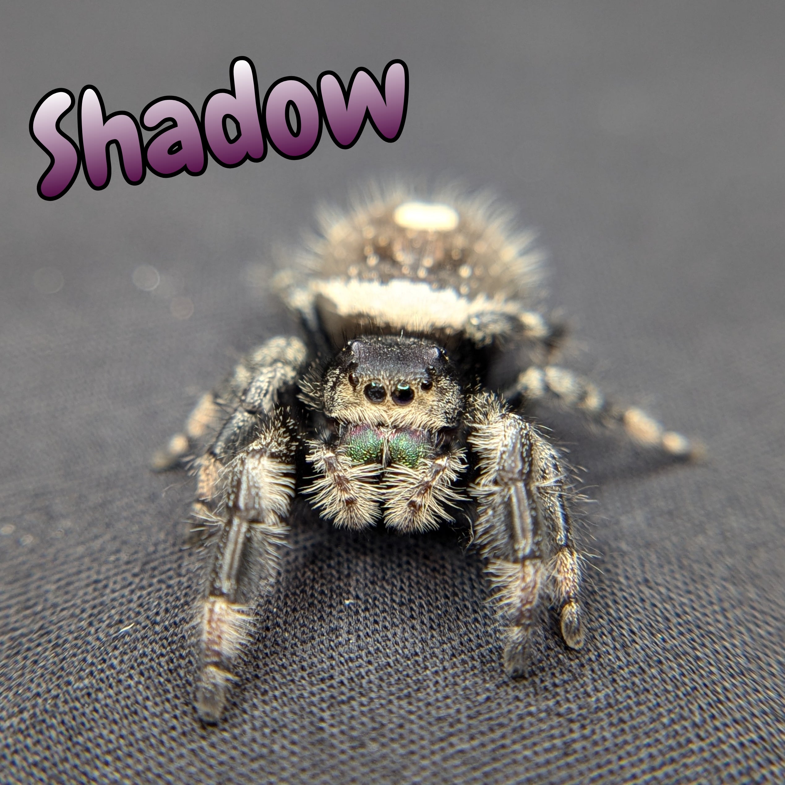 Shadow Jumping Spider for sale, Adult. Female