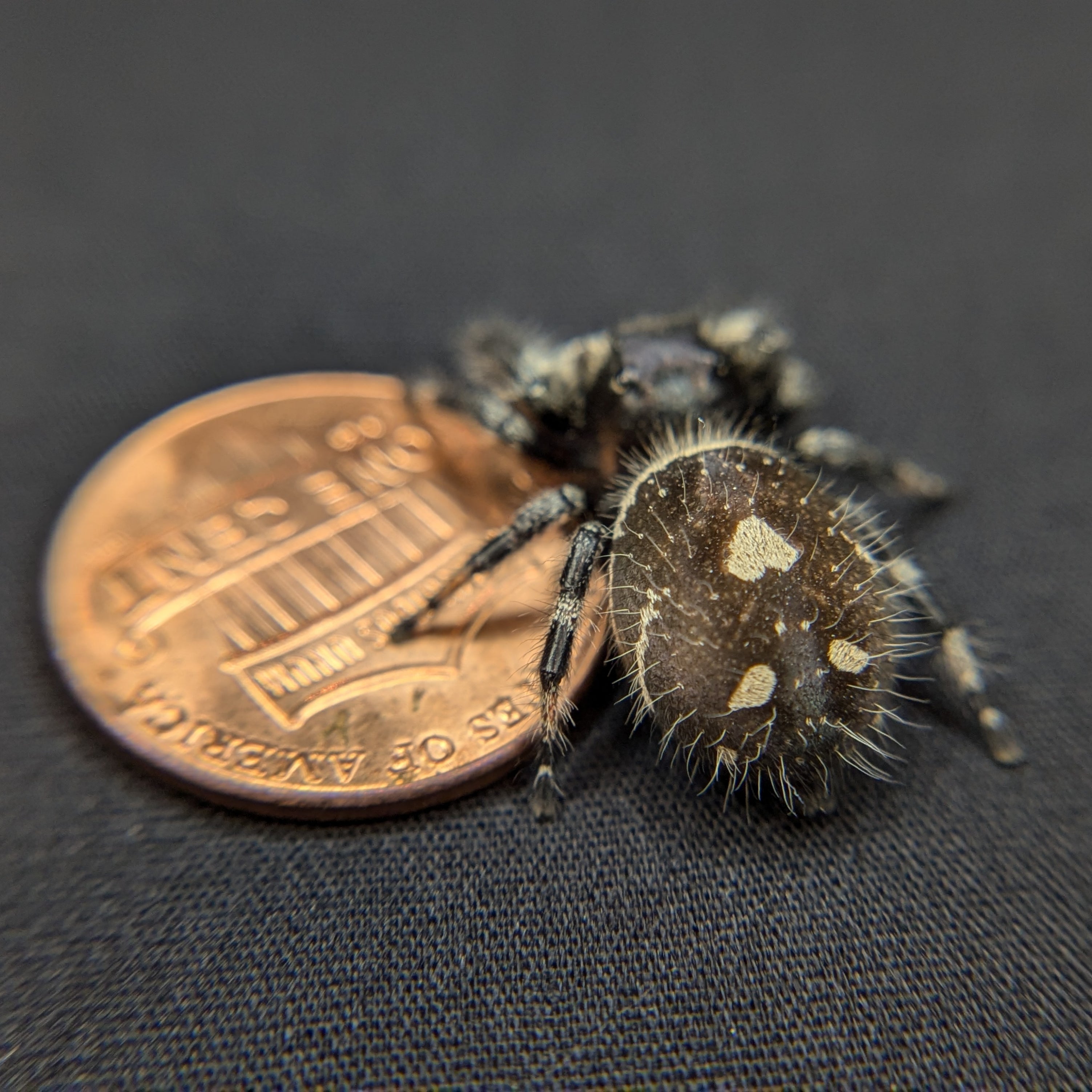 Shadow Jumping Spider for sale, Adult. Female, Back Veiw