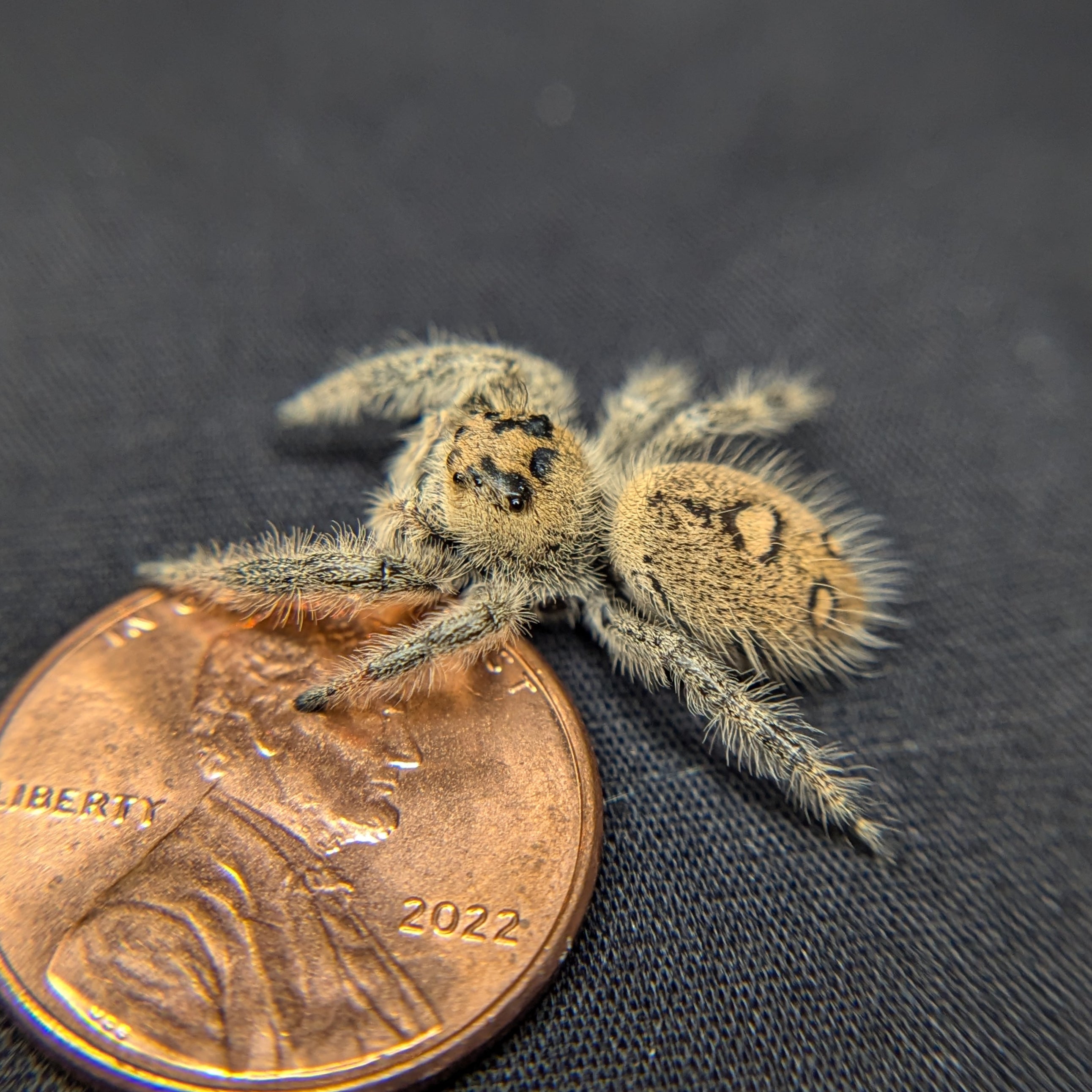 Regal Jumping Spider "Avocado"