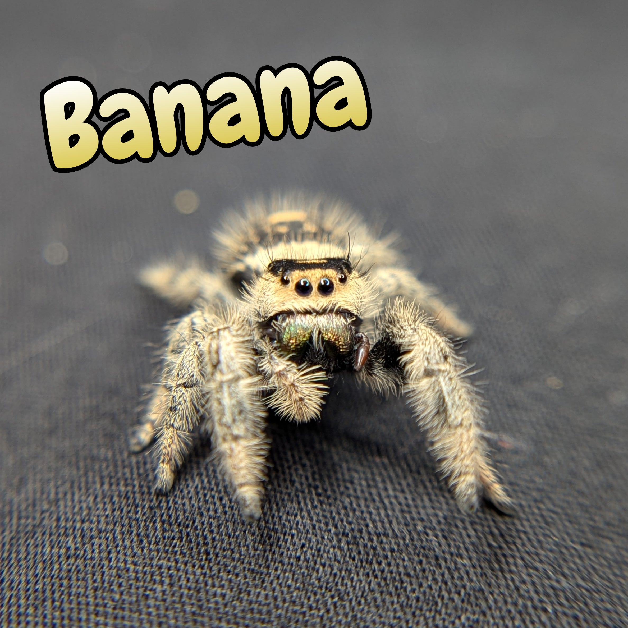 Regal Jumping Spider "Banana"