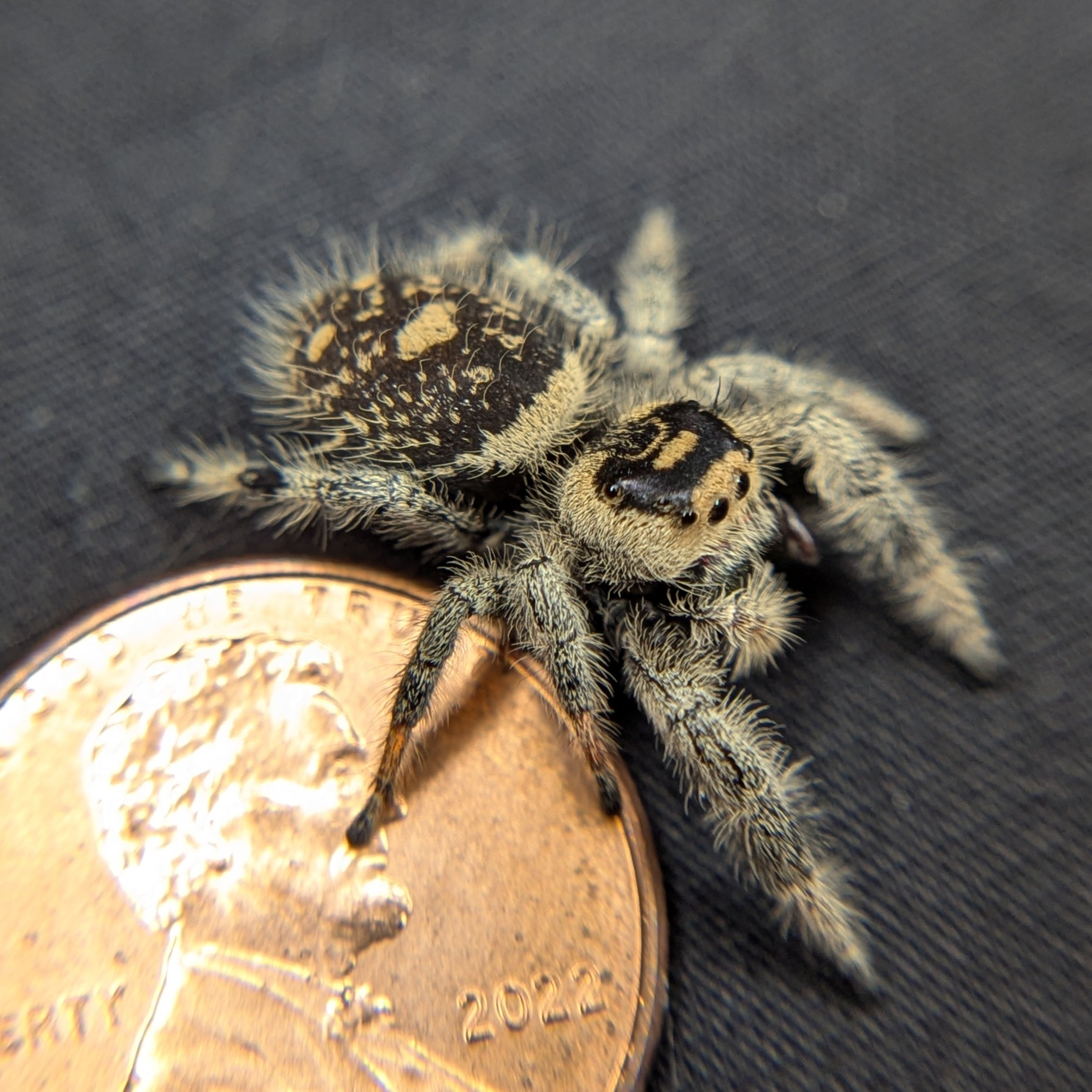 Regal Jumping Spider "Banana"