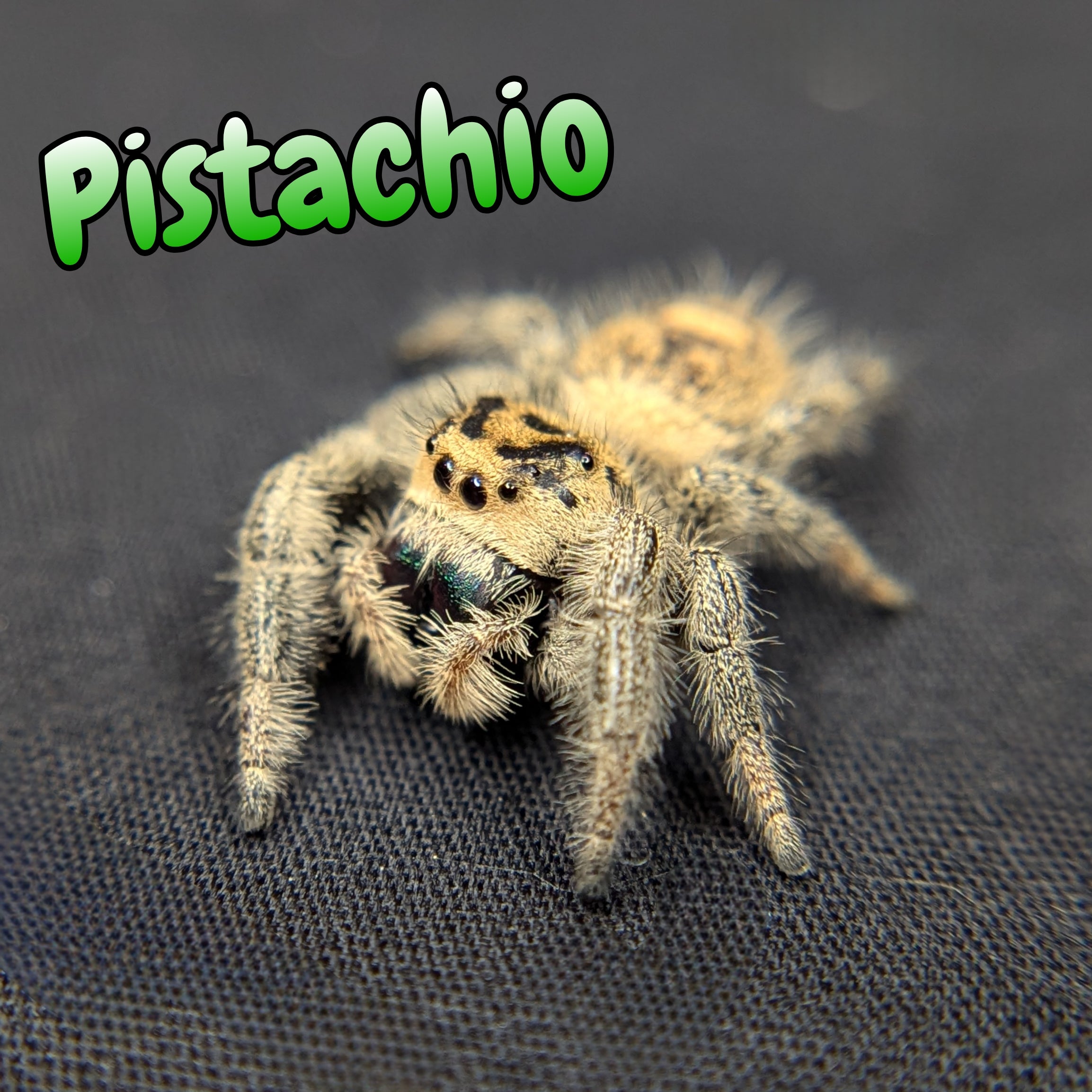 Jumping Spider for Sale 