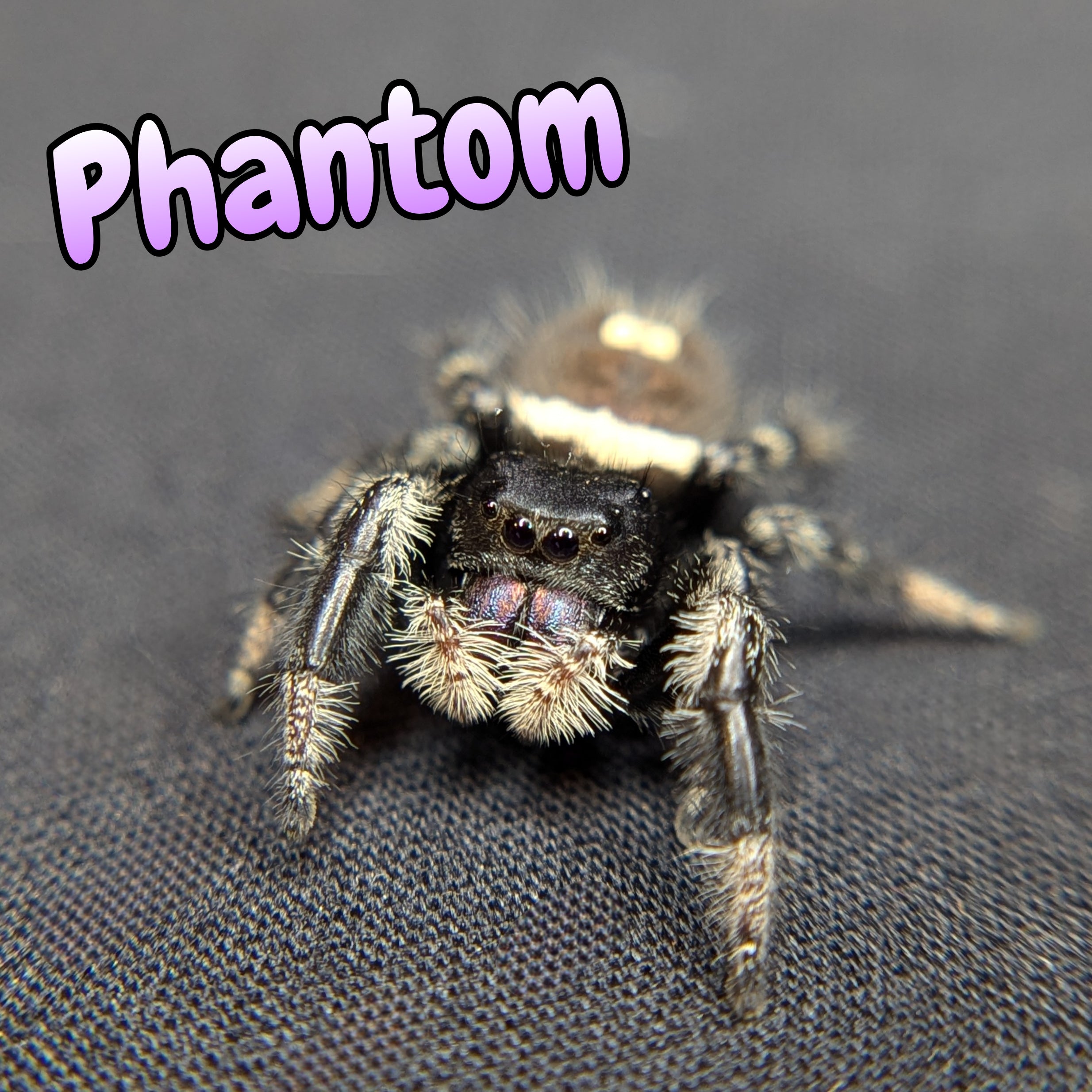 Regal Jumping Spider "Phantom" Dark Phase