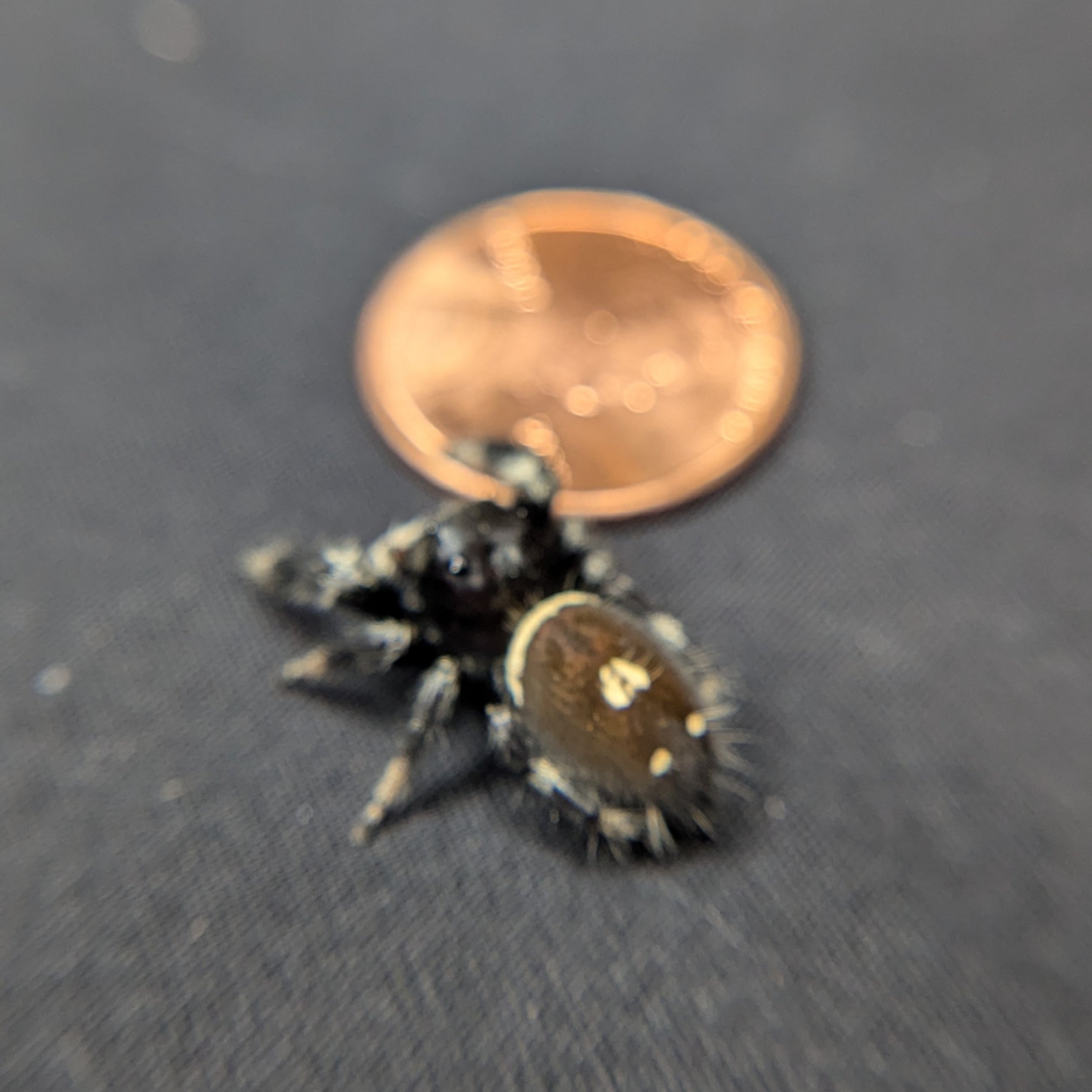 Regal Jumping Spider "Phantom" Dark Phase