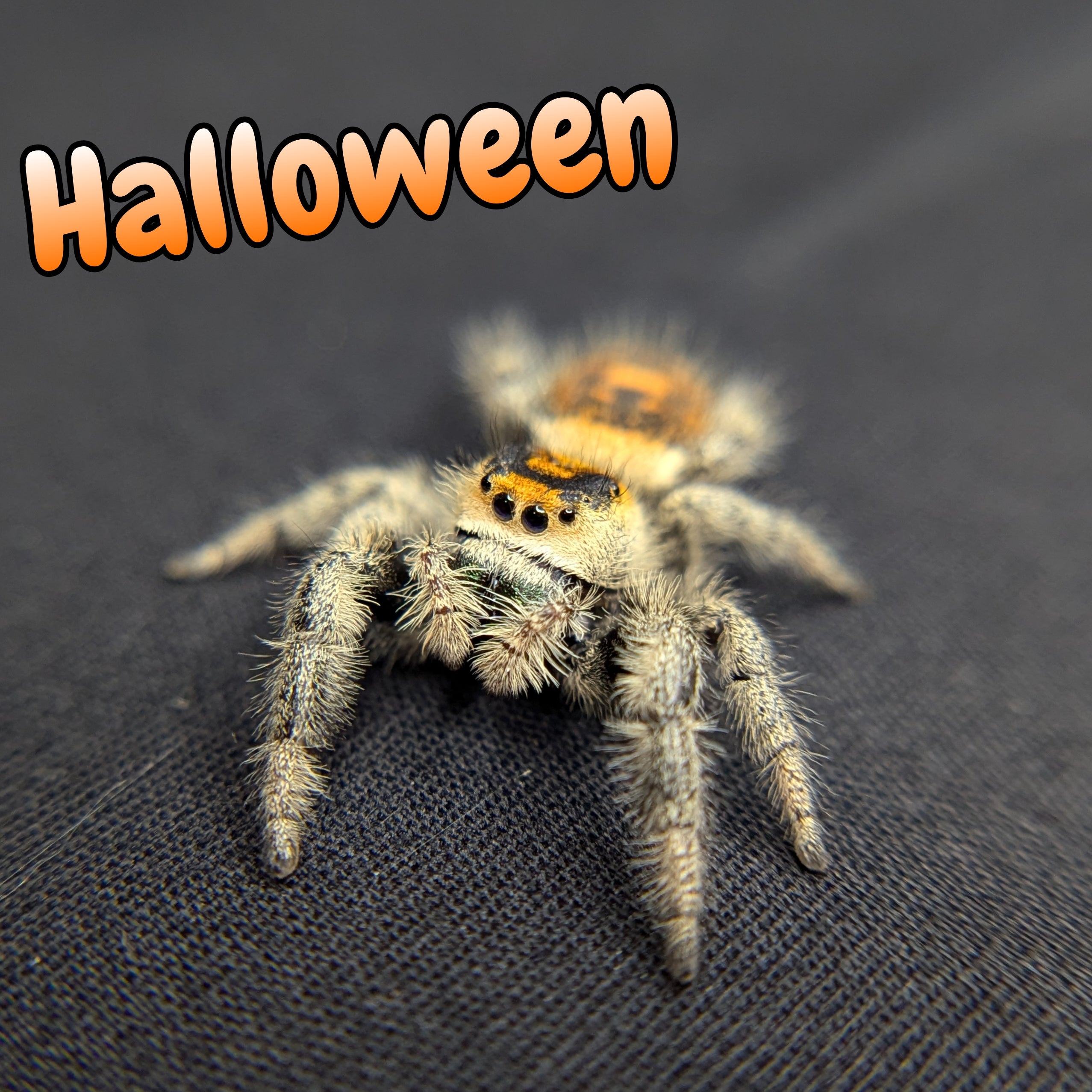 Jumping Spider for Sale 