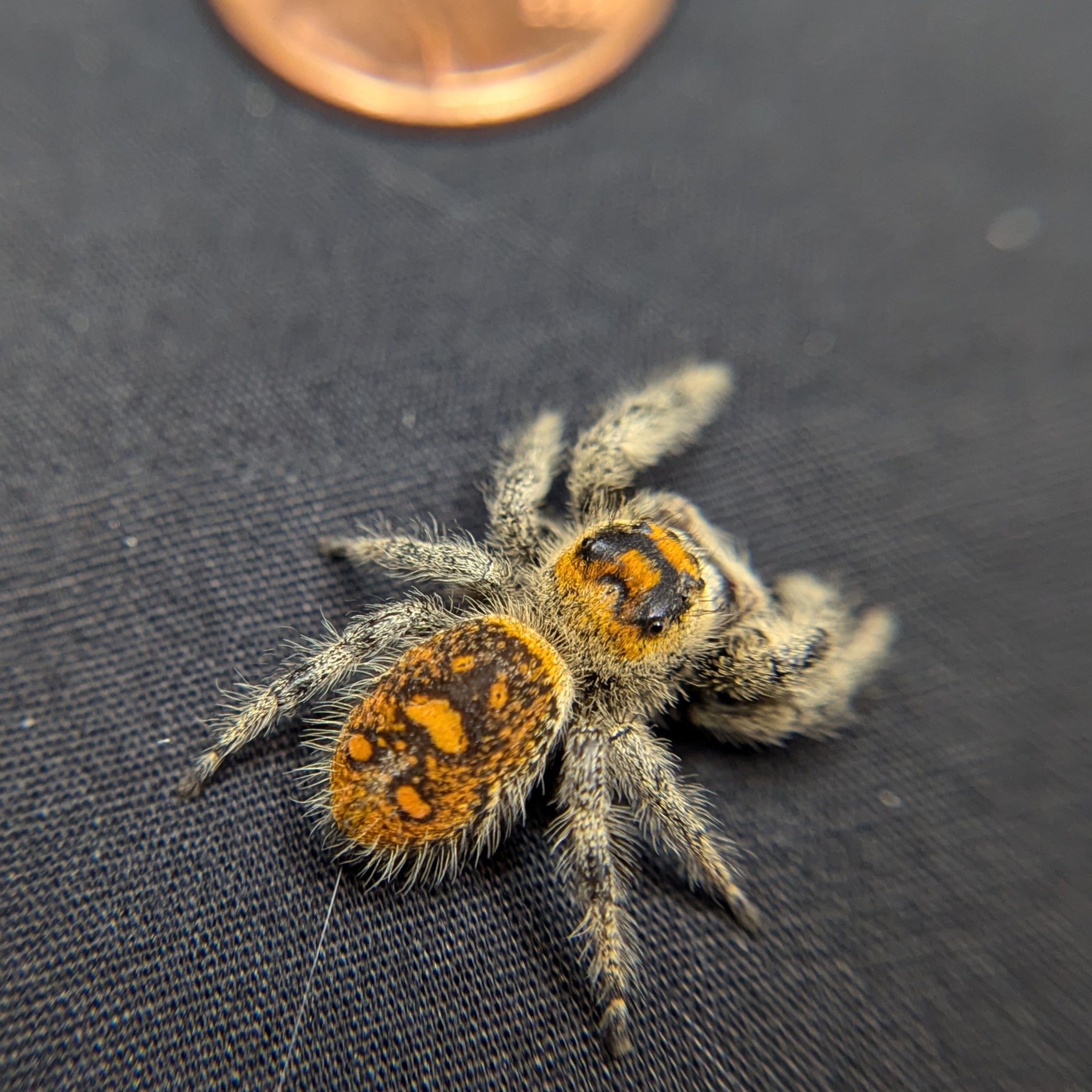 Regal Jumping Spider "Halloween"