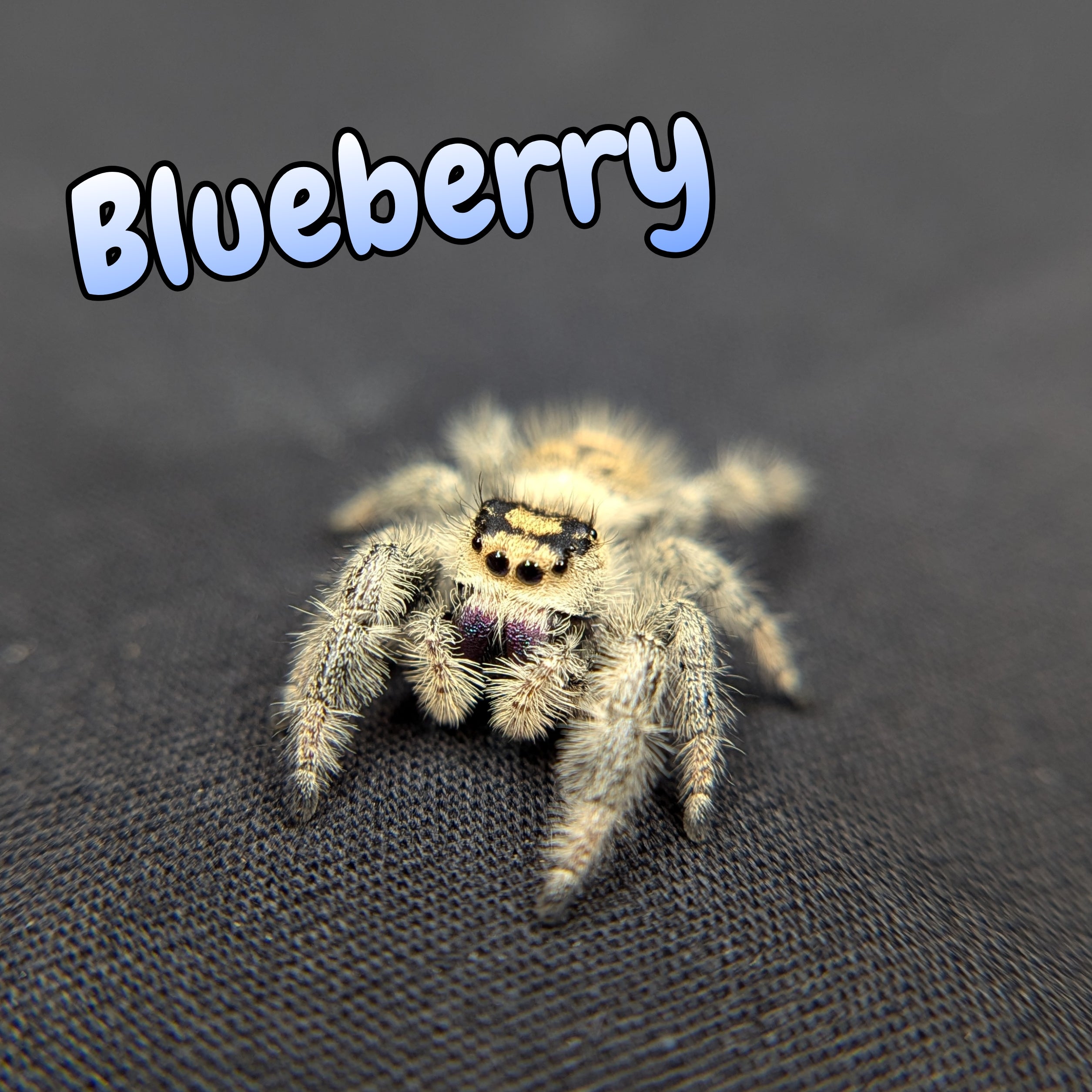 Blueberry Jumping Spider for Sale 