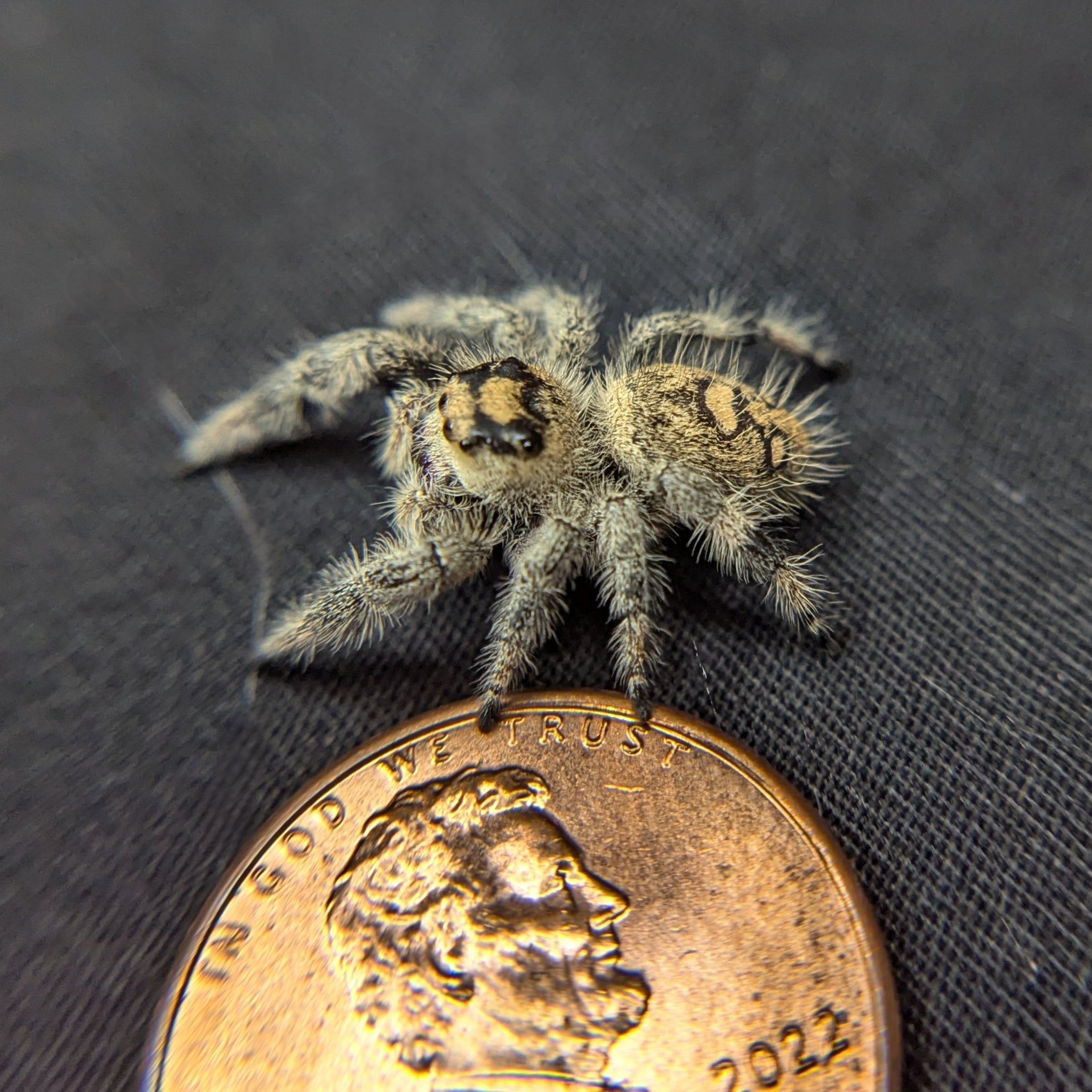 Regal Jumping Spider "Blueberry"