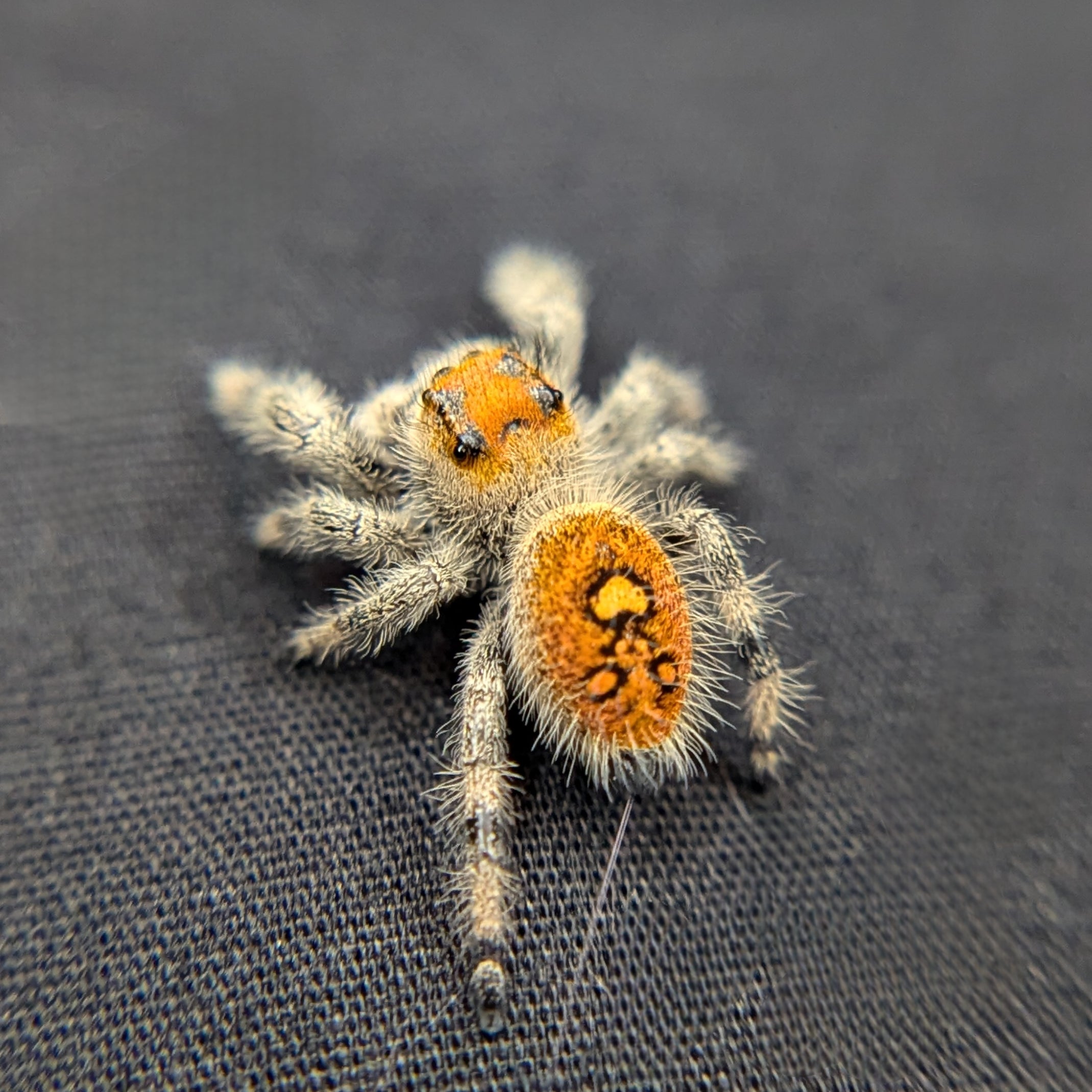 Regal Jumping Spider "Amethyst"