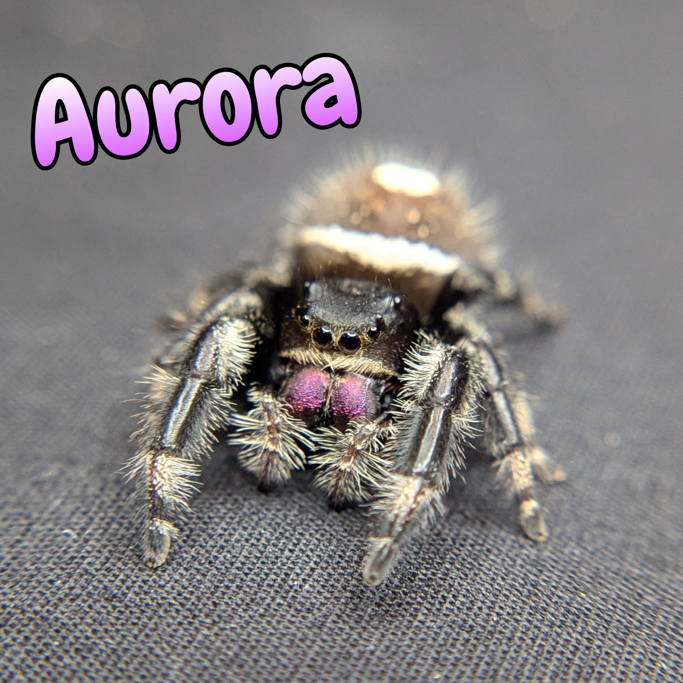 Aurora, Dark Phase, Rare, Jumping Spider For Sale, Front View