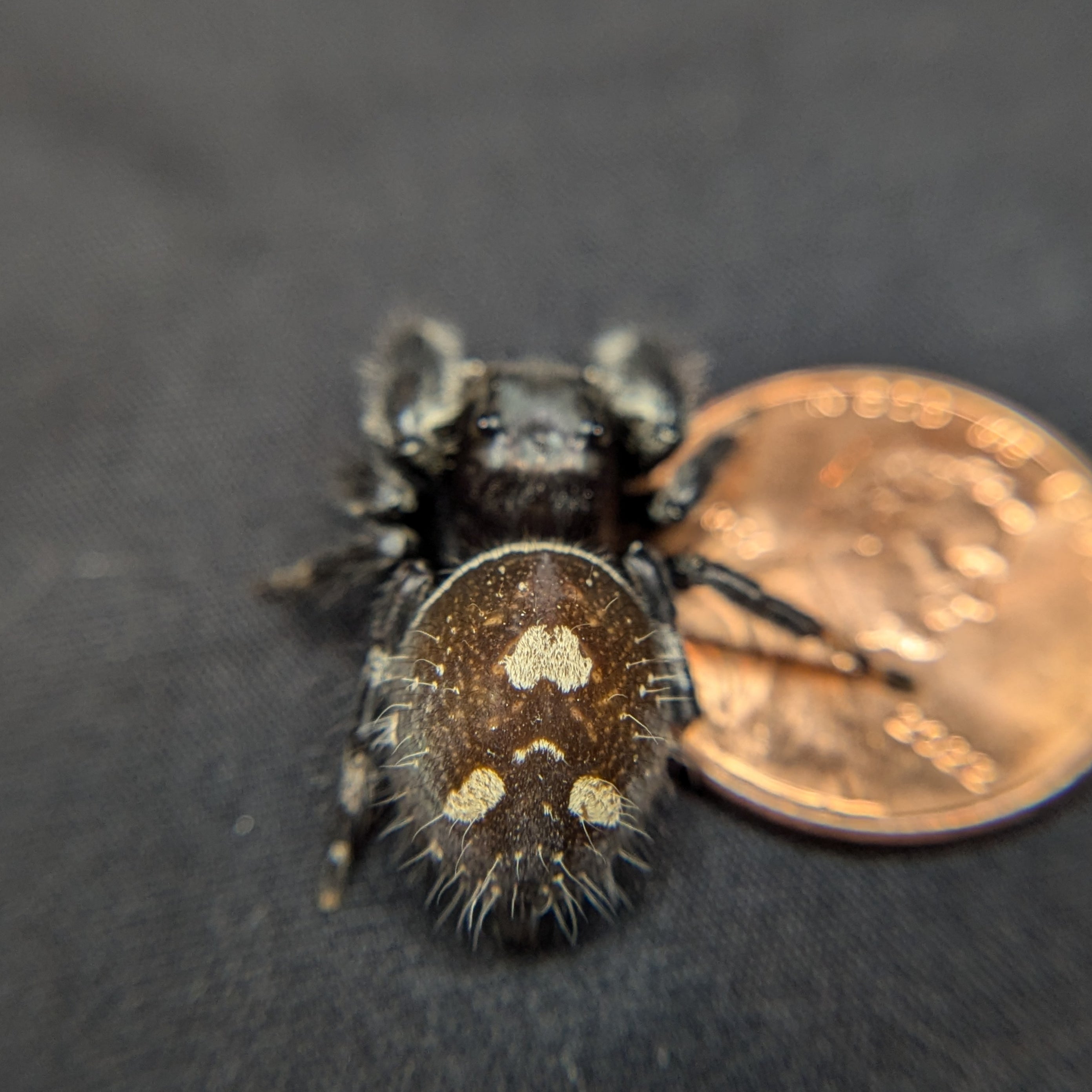 Aurora, Dark Phase, Rare, Jumping Spider For Sale, Back View